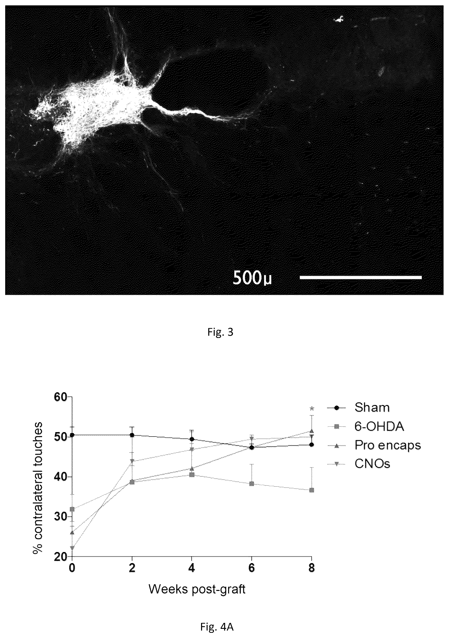 Patent US12448601 Figure 2 – Neural tissue unit and use of such a unit for implantation into the nervous system of a mammal