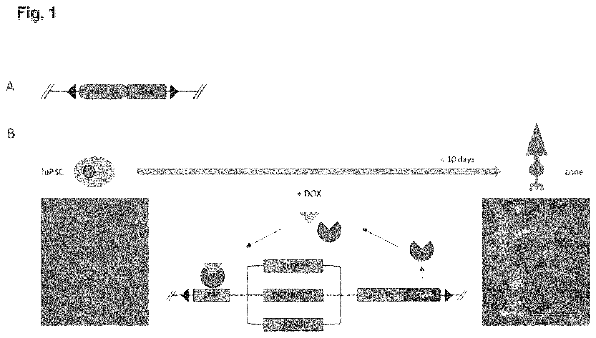 Patent US12448602 Figure 1 – Induced photoreceptor cells and methods for their production