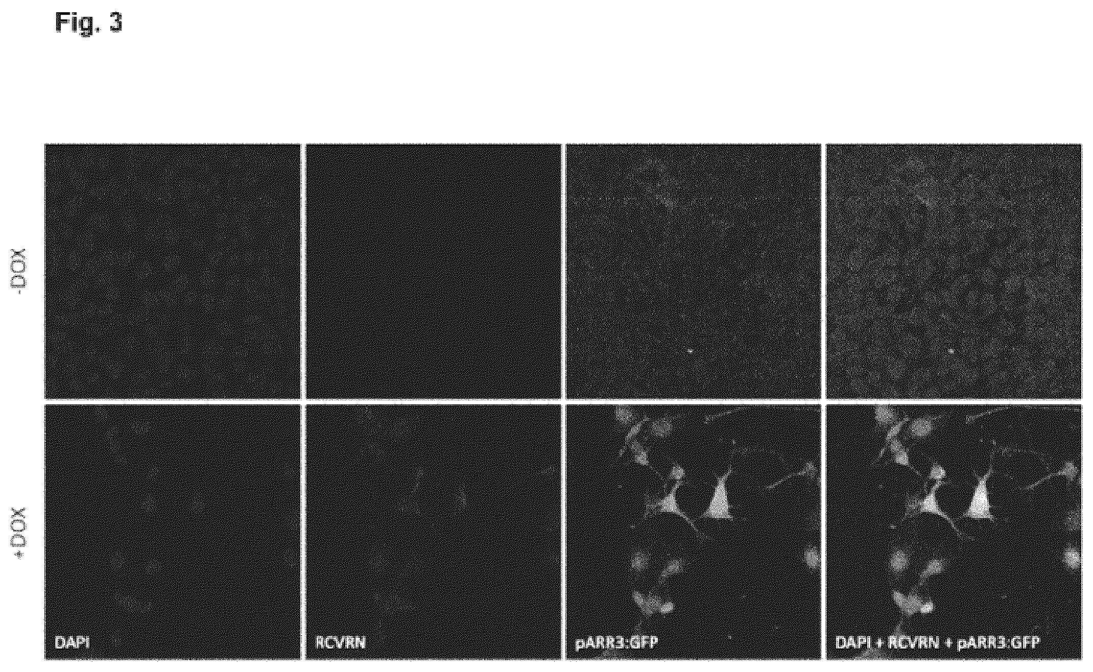 Patent US12448602 Figure 3 – Induced photoreceptor cells and methods for their production