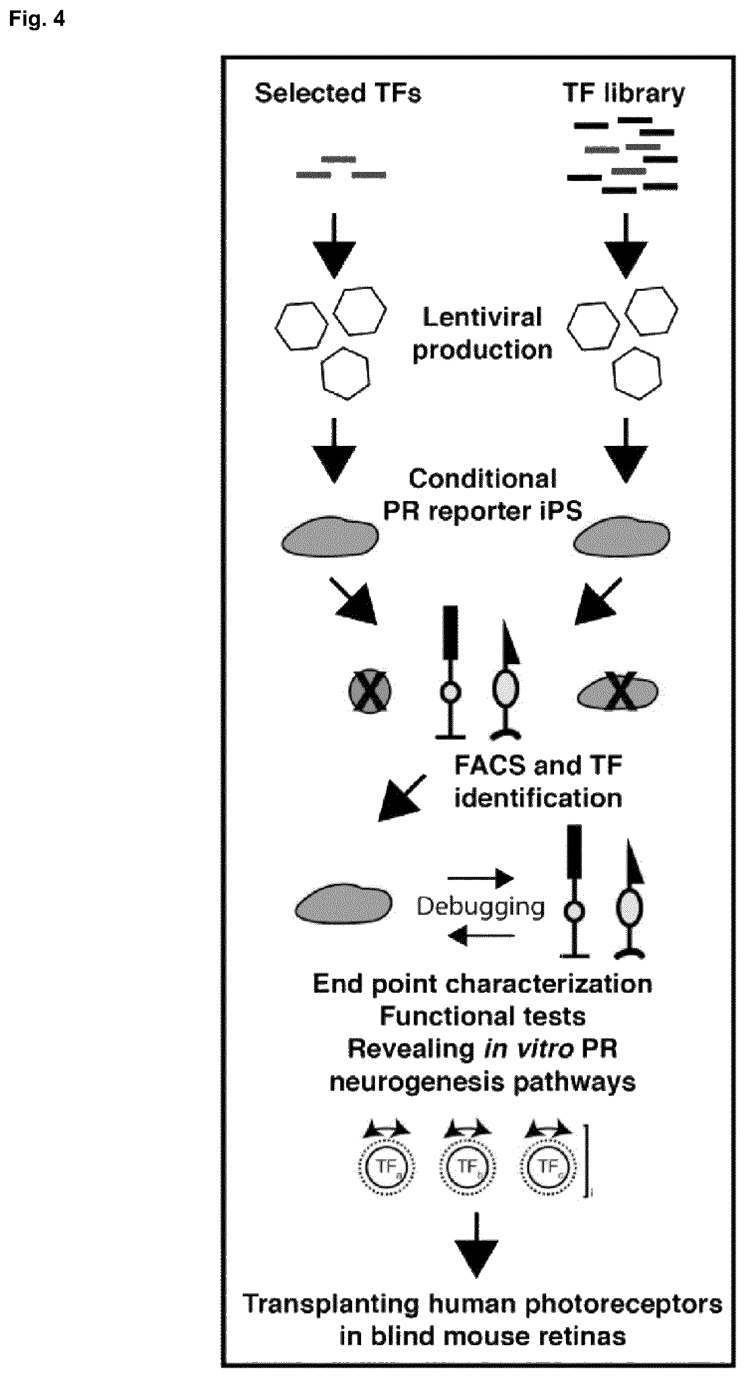 Patent US12448602 Figure 4 – Induced photoreceptor cells and methods for their production