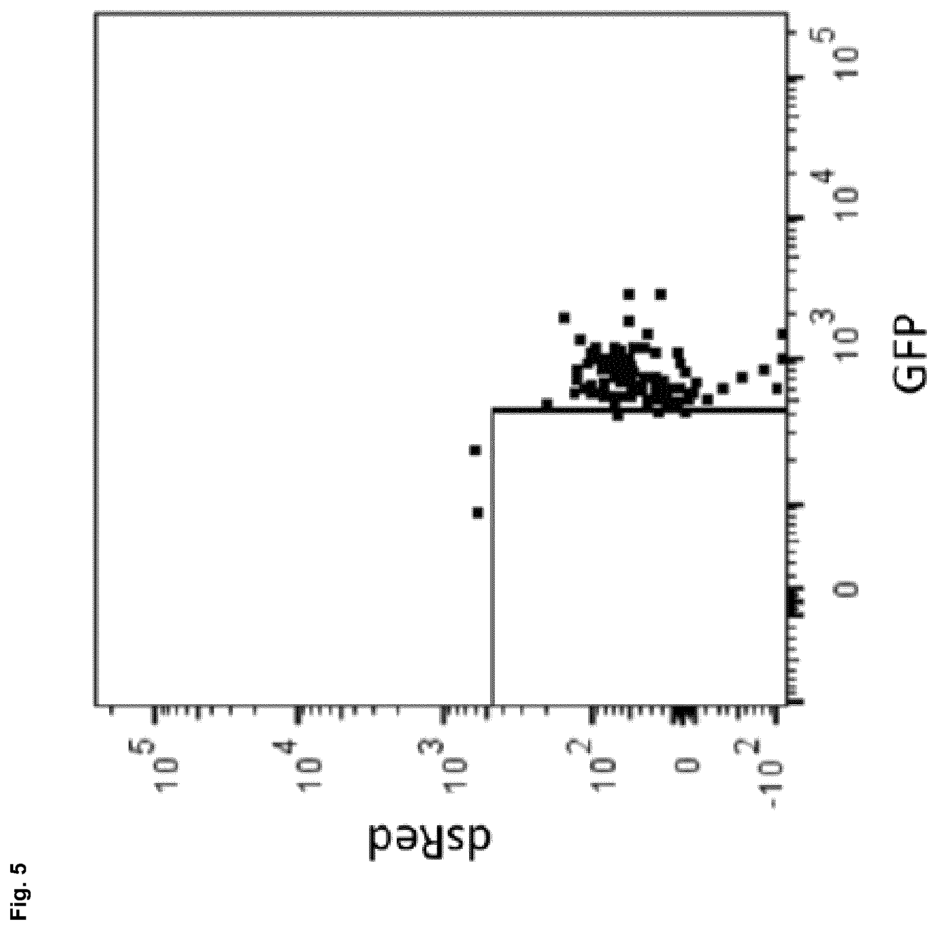 Patent US12448602 Figure 5 – Induced photoreceptor cells and methods for their production