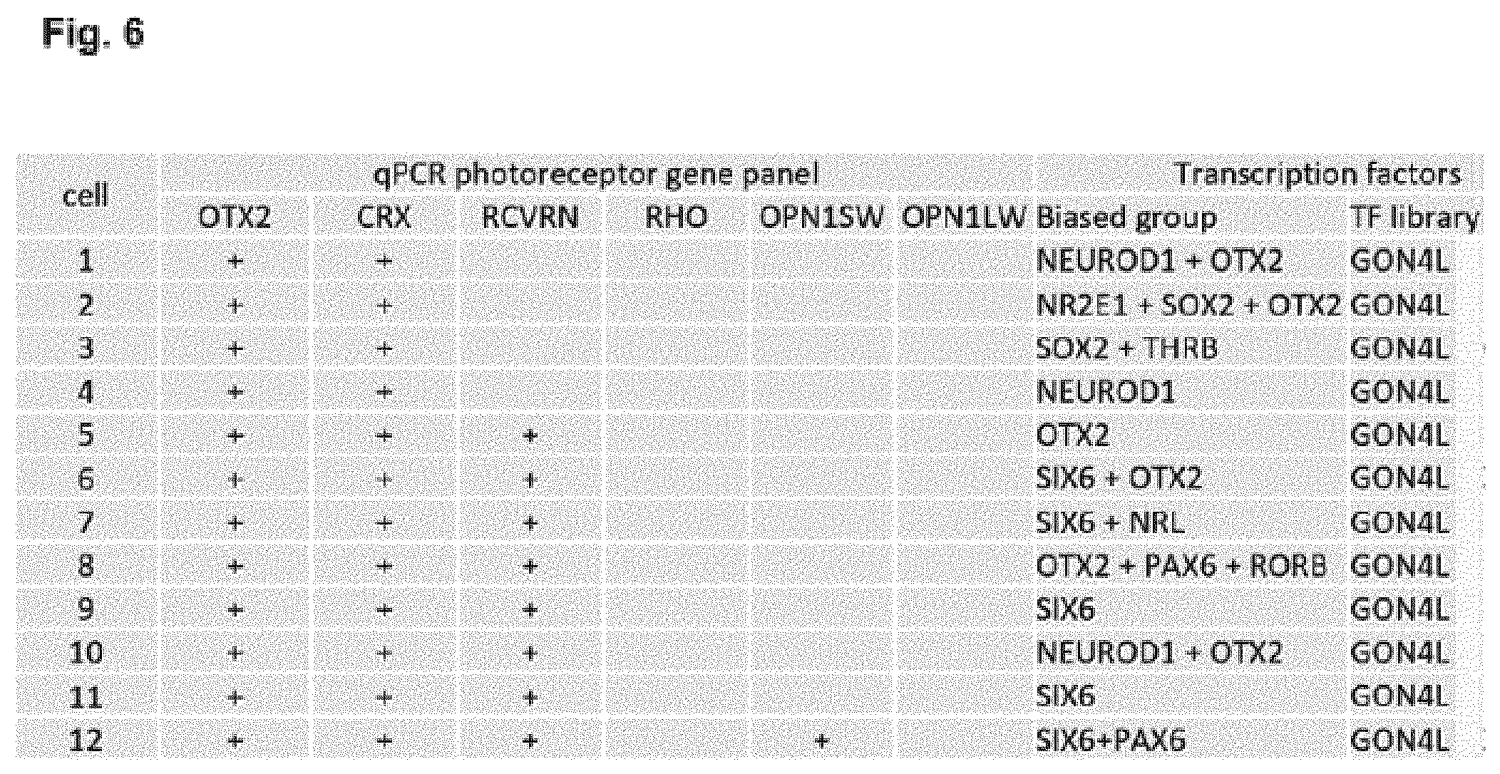 Patent US12448602 Figure 6 – Induced photoreceptor cells and methods for their production