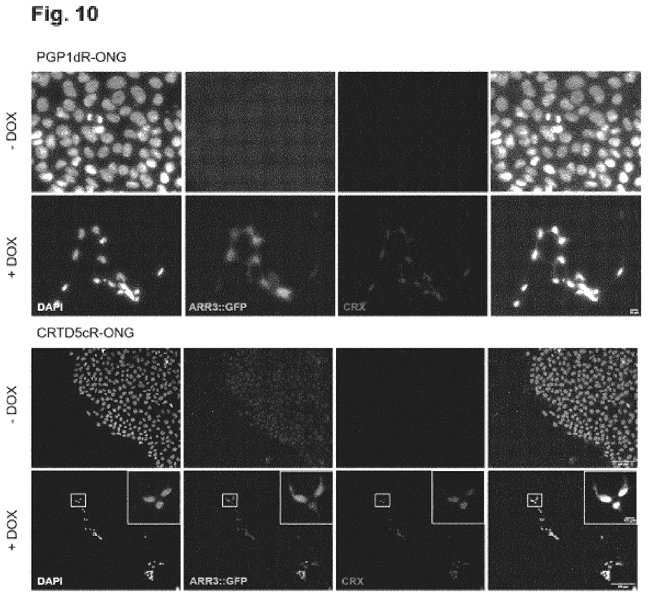Patent US12448602 Figure 10 – Induced photoreceptor cells and methods for their production