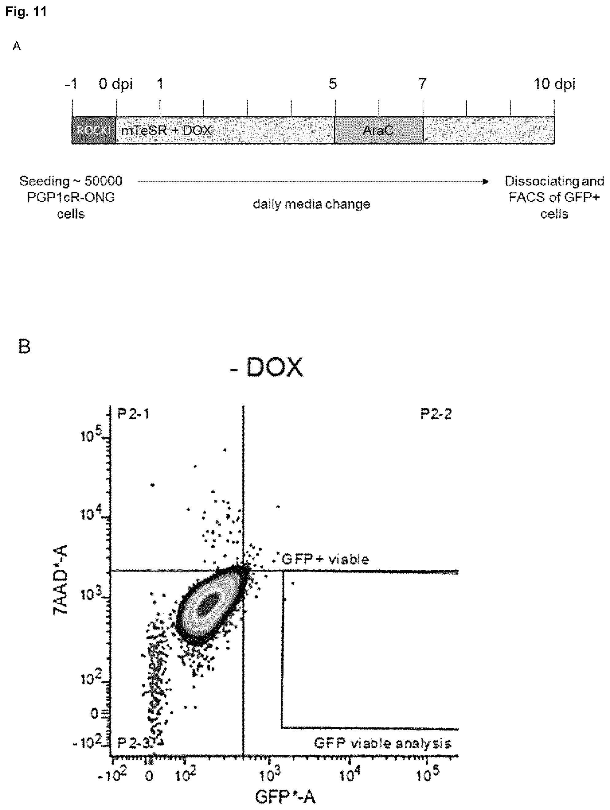 Patent US12448602 Figure 11 – Induced photoreceptor cells and methods for their production