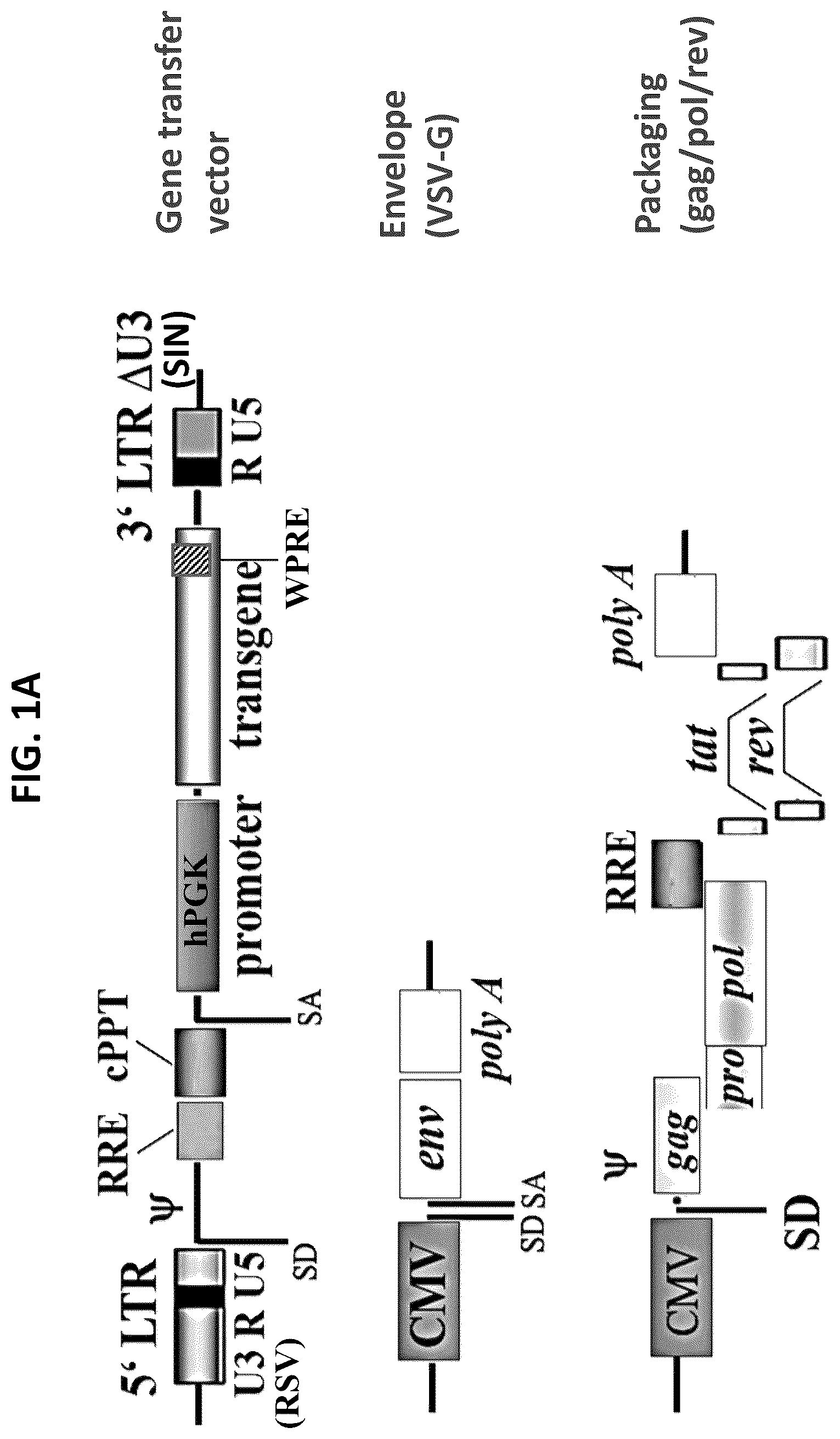 Patent US12448604 Figure 1 – Methods of producing modified natural killer cells and methods of use