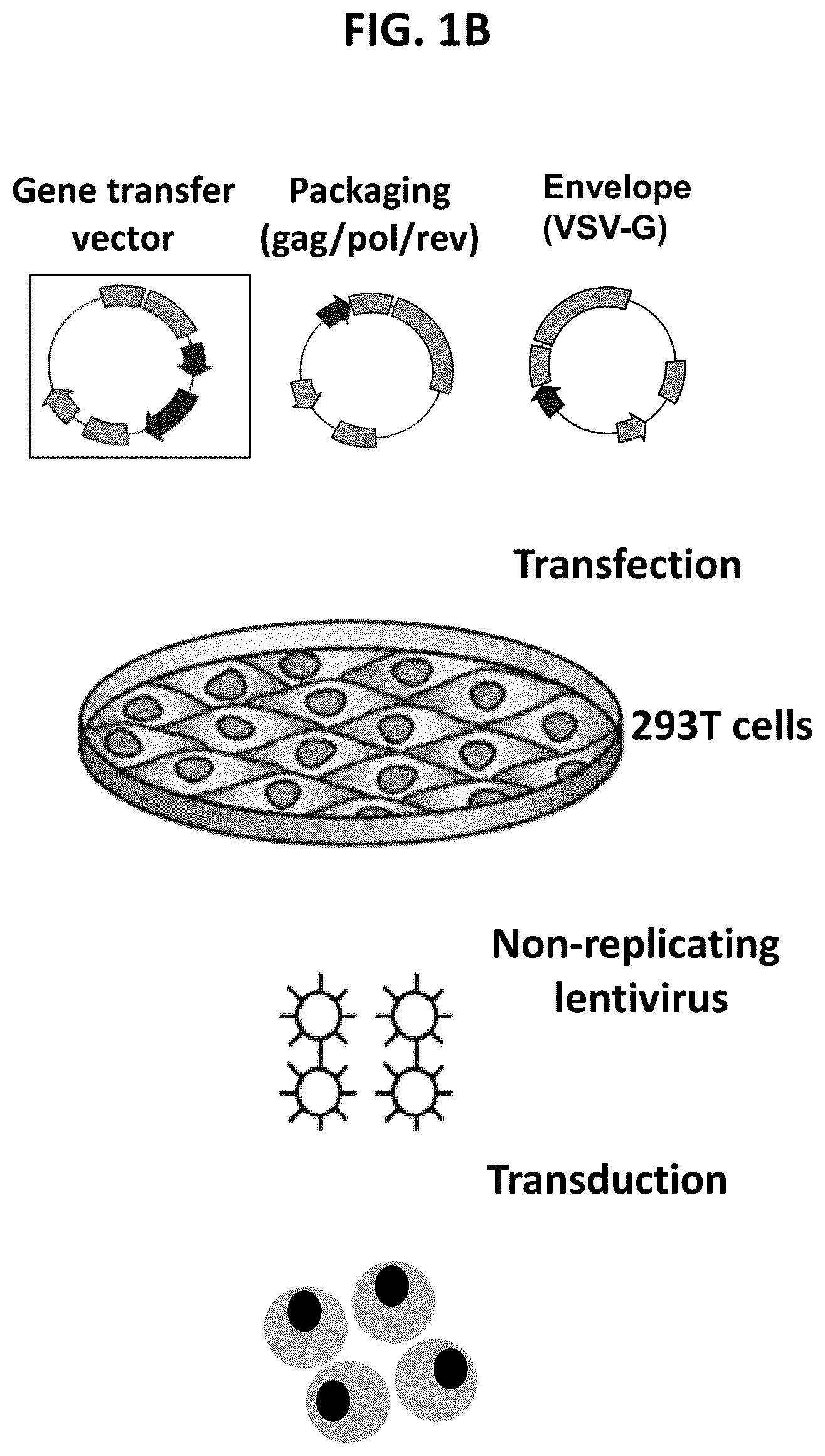 Patent US12448604 Figure 2 – Methods of producing modified natural killer cells and methods of use