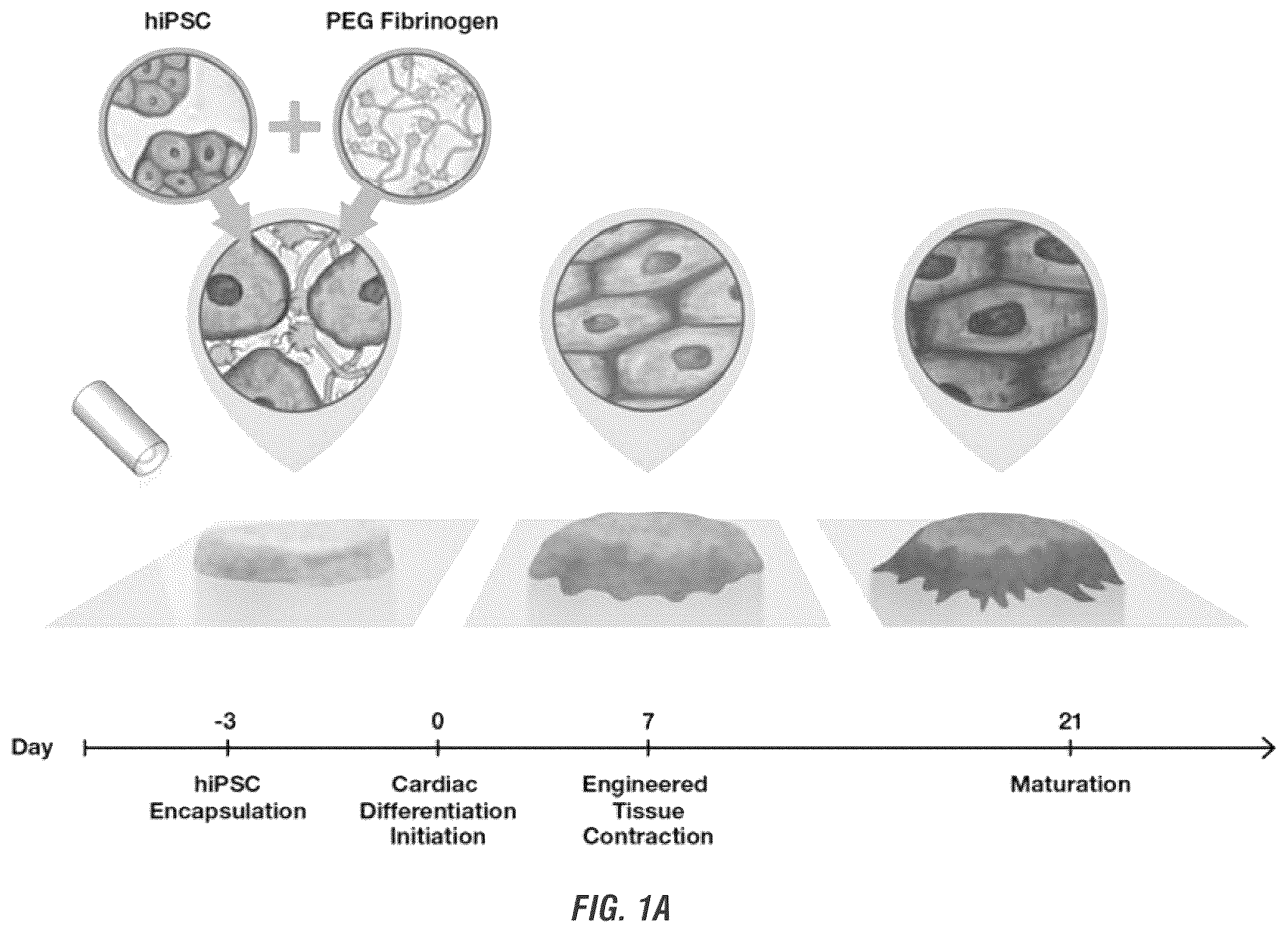 Patent US12448605 Figure 1 – Encapsulation and cardiac differentiation of hiPSCs in 3D PEG-fibrinogen hydrogels
