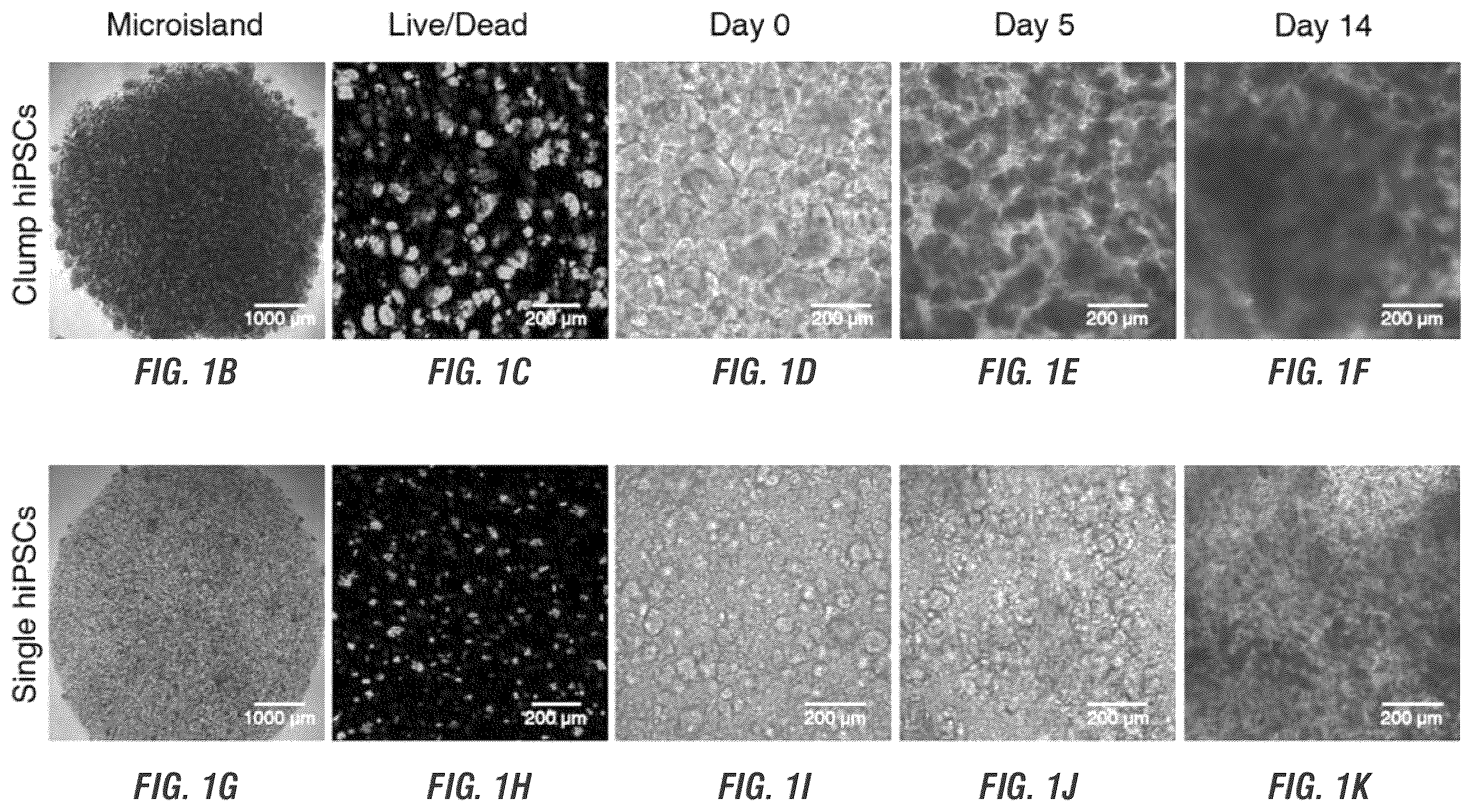 Patent US12448605 Figure 2 – Encapsulation and cardiac differentiation of hiPSCs in 3D PEG-fibrinogen hydrogels