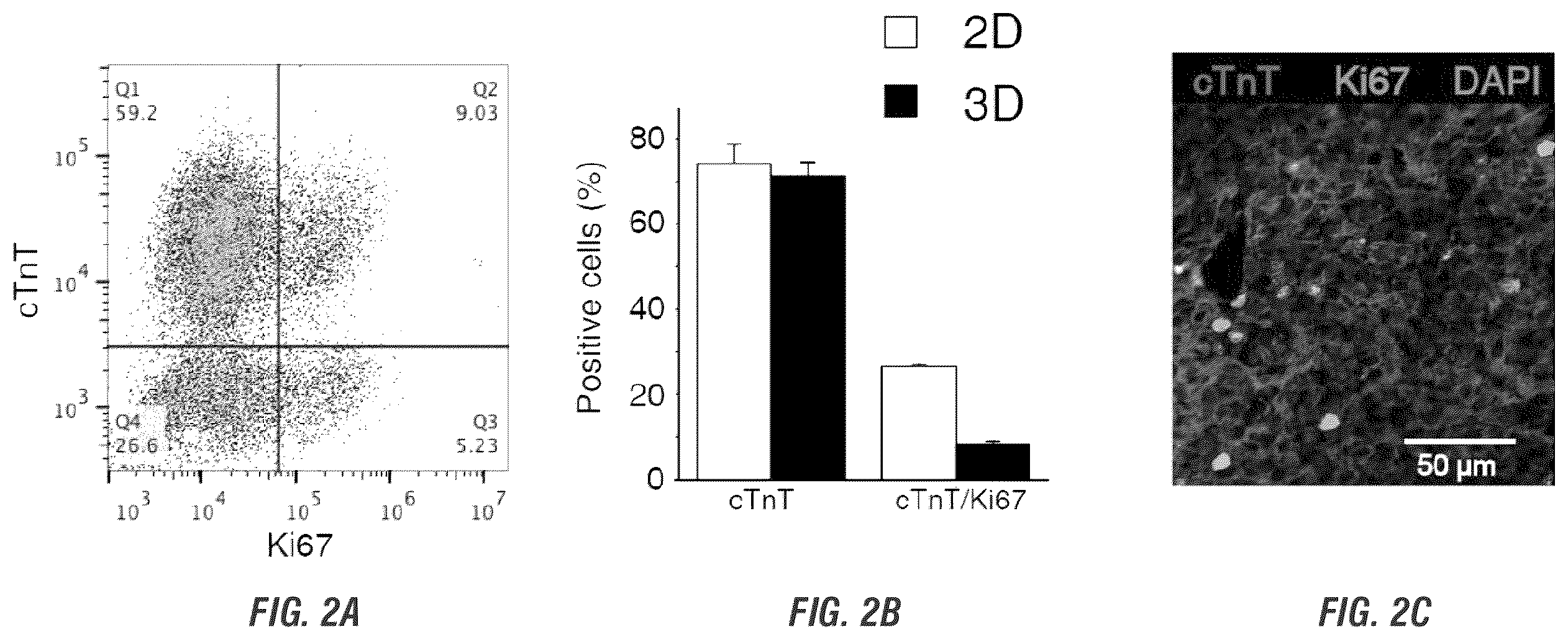 Patent US12448605 Figure 3 – Encapsulation and cardiac differentiation of hiPSCs in 3D PEG-fibrinogen hydrogels