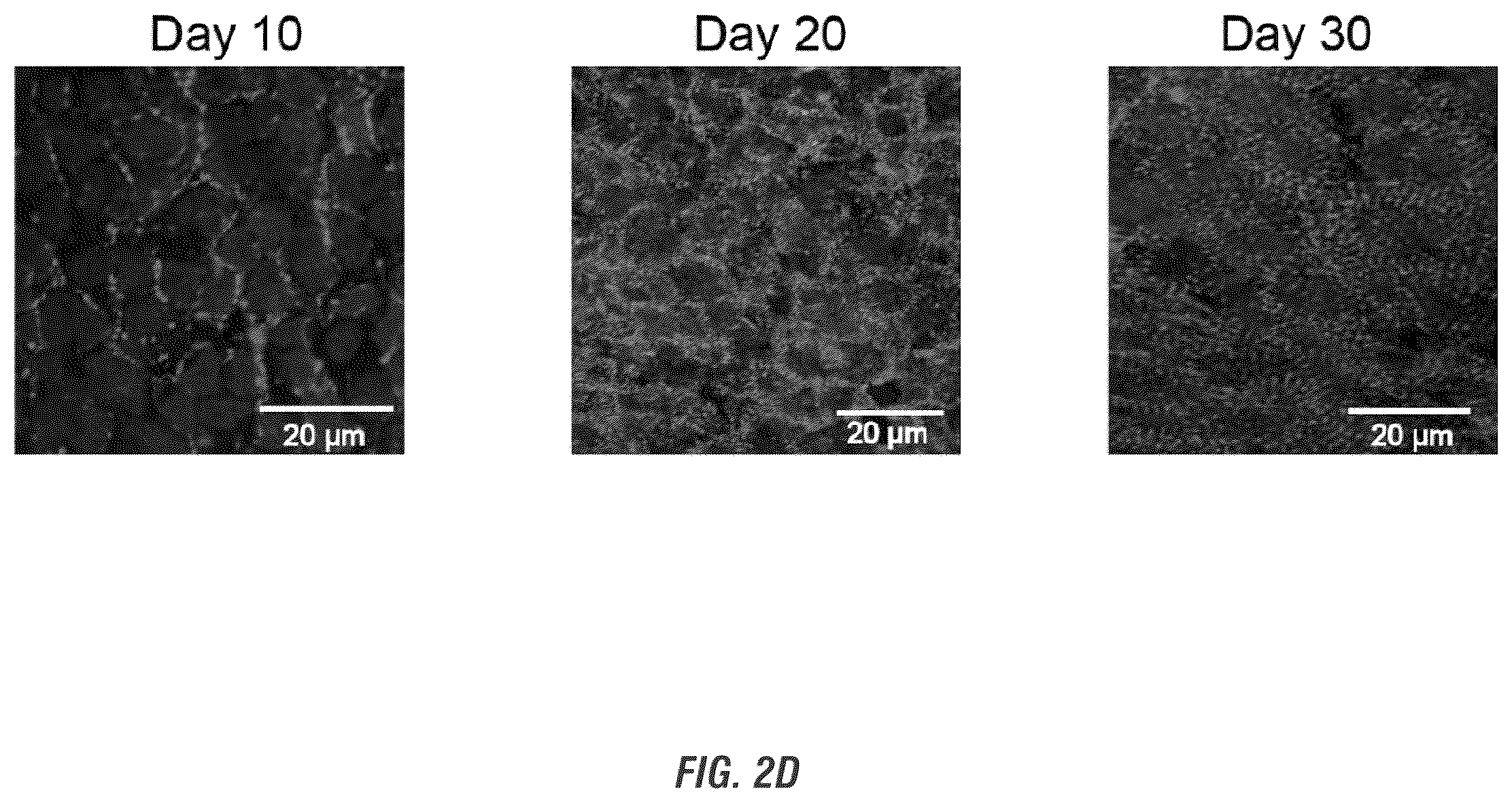 Patent US12448605 Figure 4 – Encapsulation and cardiac differentiation of hiPSCs in 3D PEG-fibrinogen hydrogels