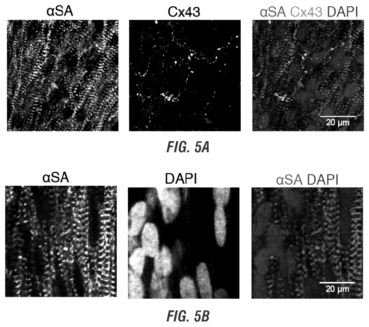 Patent US12448605 Figure 9 – Encapsulation and cardiac differentiation of hiPSCs in 3D PEG-fibrinogen hydrogels