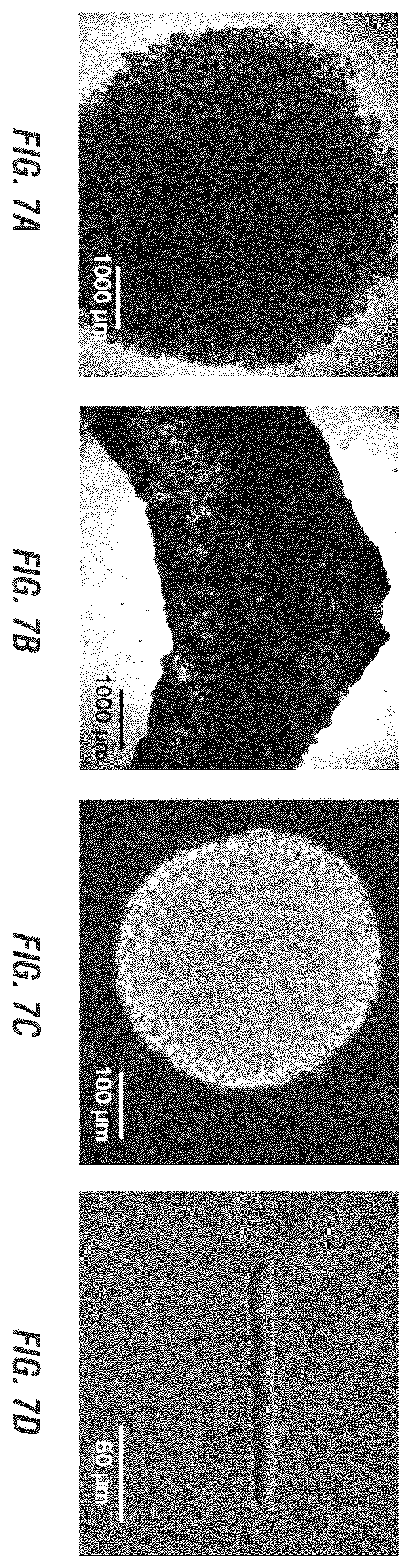 Patent US12448605 Figure 12 – Encapsulation and cardiac differentiation of hiPSCs in 3D PEG-fibrinogen hydrogels