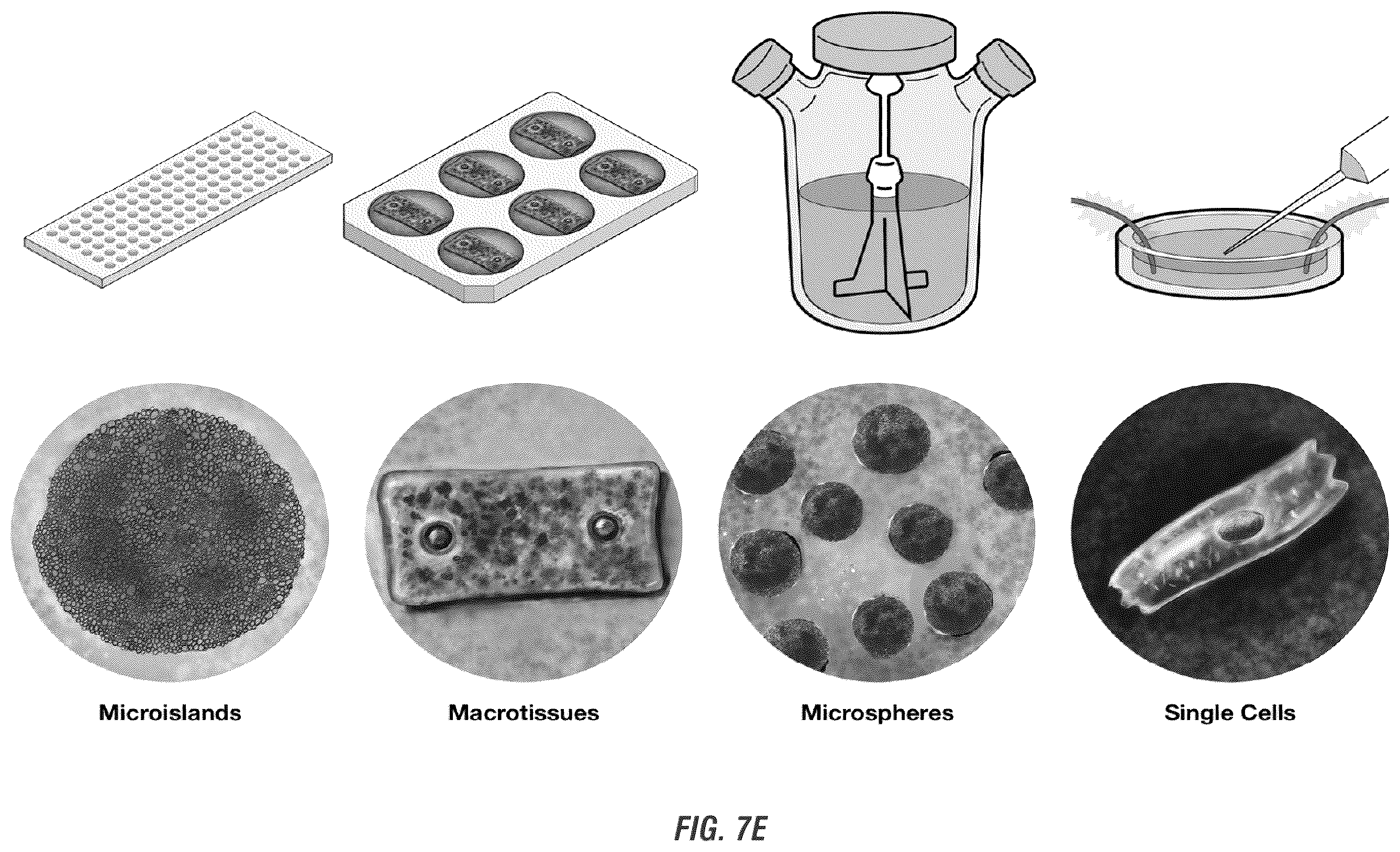 Patent US12448605 Figure 13 – Encapsulation and cardiac differentiation of hiPSCs in 3D PEG-fibrinogen hydrogels