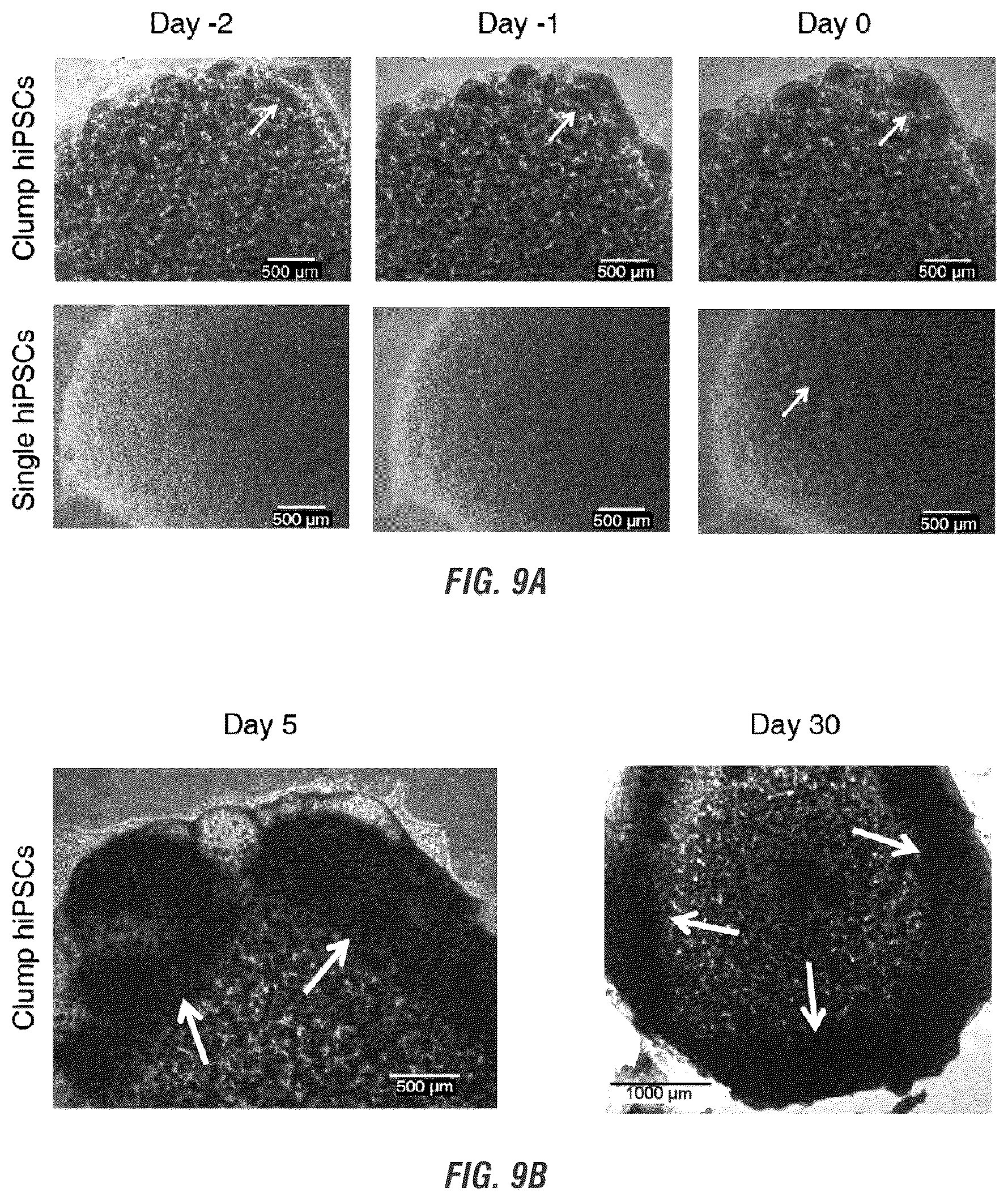 Patent US12448605 Figure 15 – Encapsulation and cardiac differentiation of hiPSCs in 3D PEG-fibrinogen hydrogels