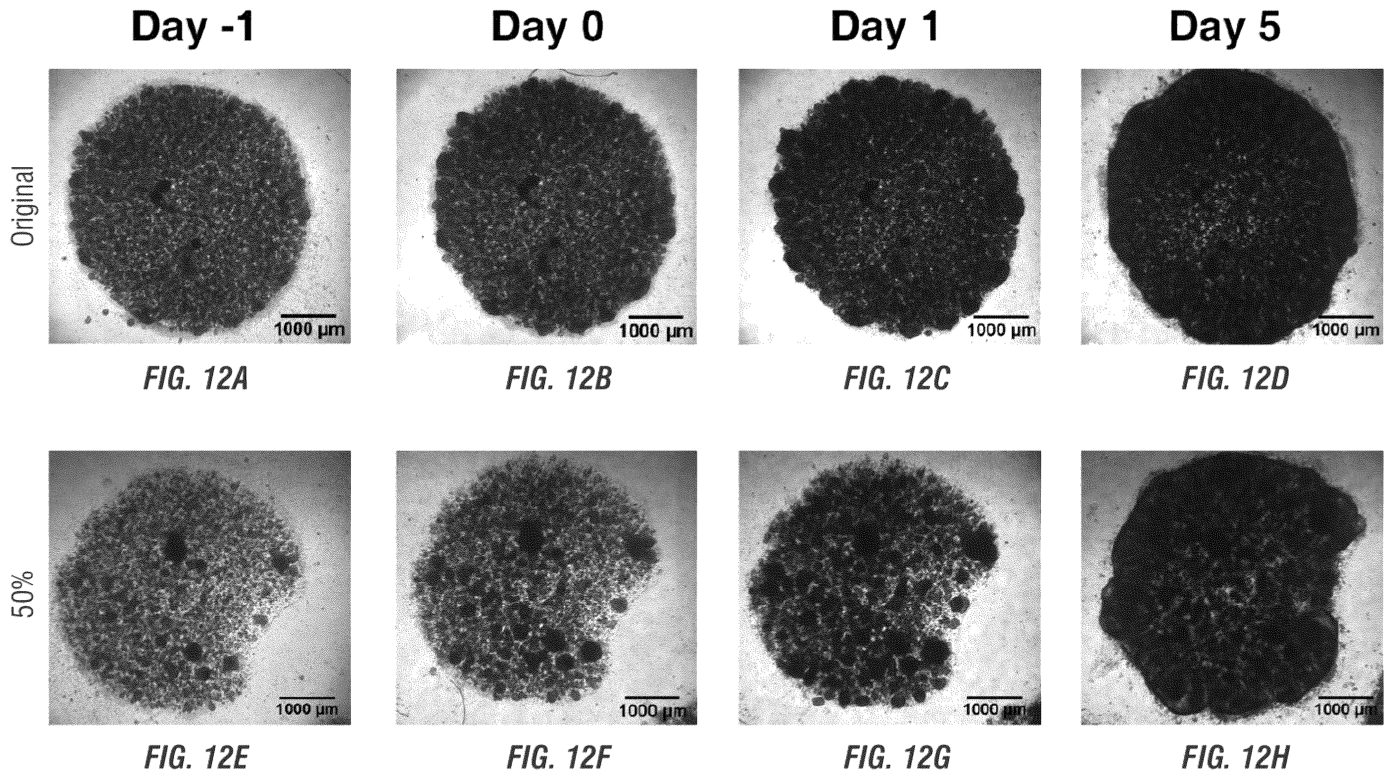 Patent US12448605 Figure 20 – Encapsulation and cardiac differentiation of hiPSCs in 3D PEG-fibrinogen hydrogels
