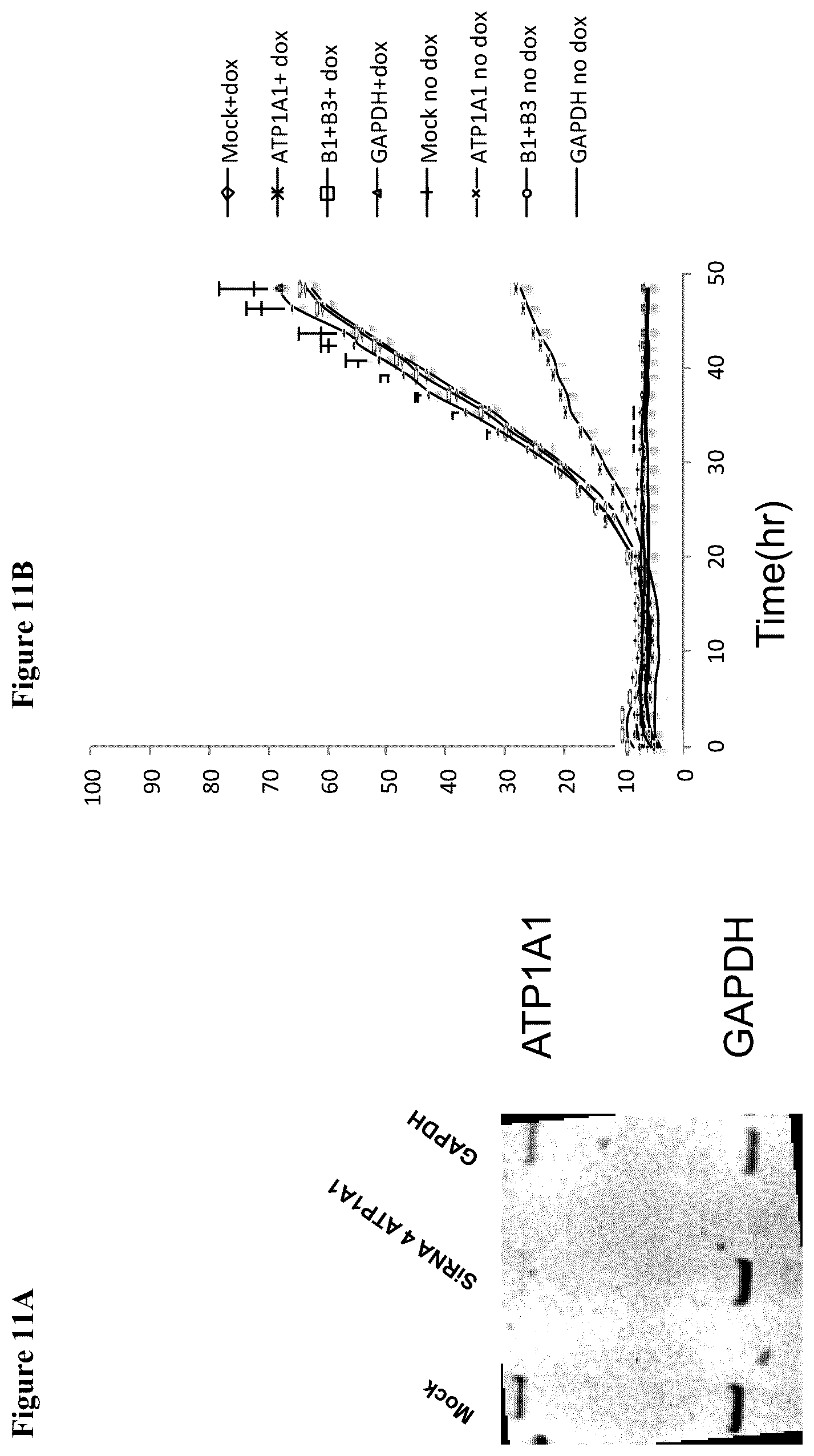 Patent US12448606 Figure 11 – Assay for FGF2 secretion and signaling