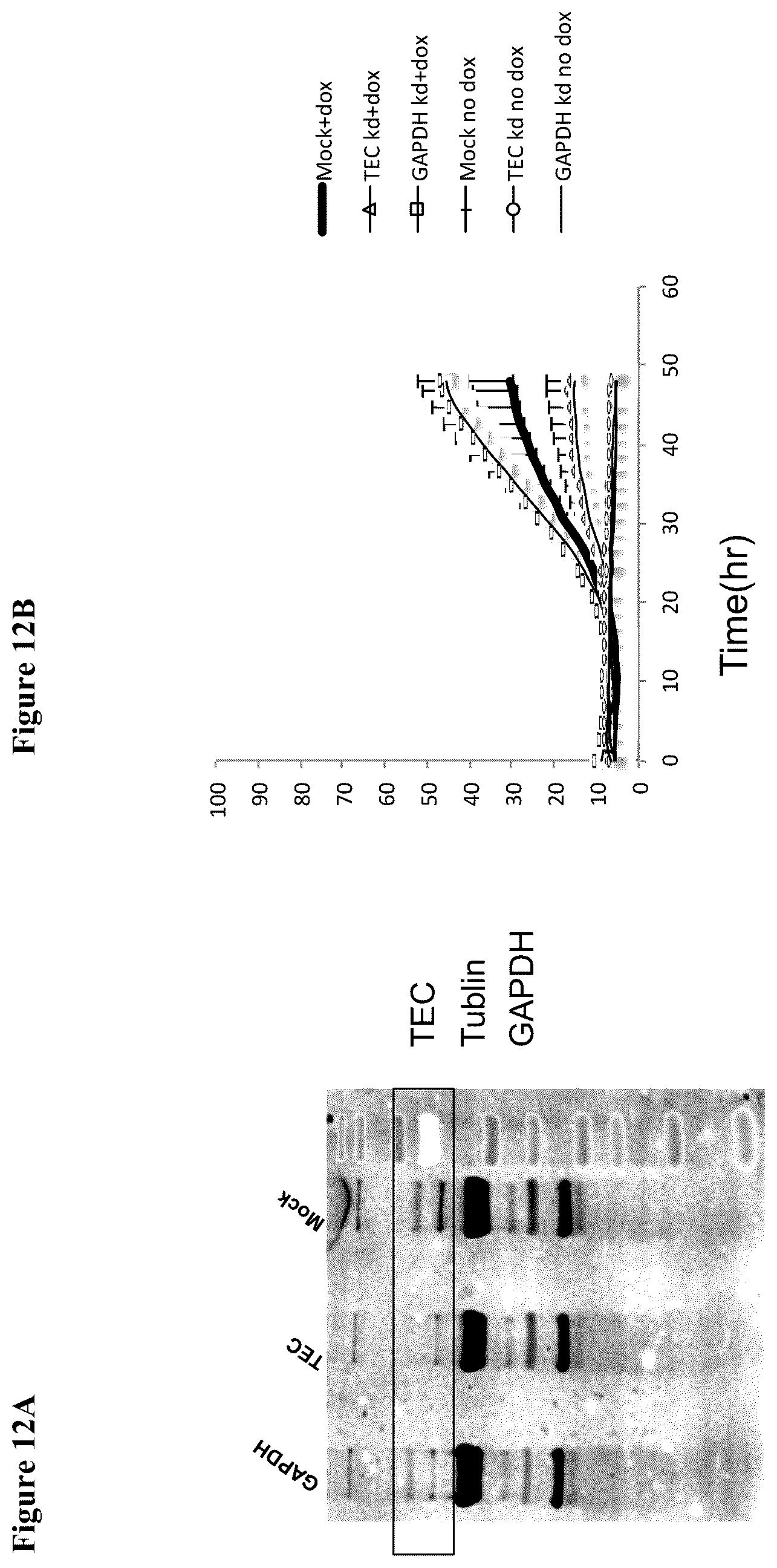 Patent US12448606 Figure 12 – Assay for FGF2 secretion and signaling