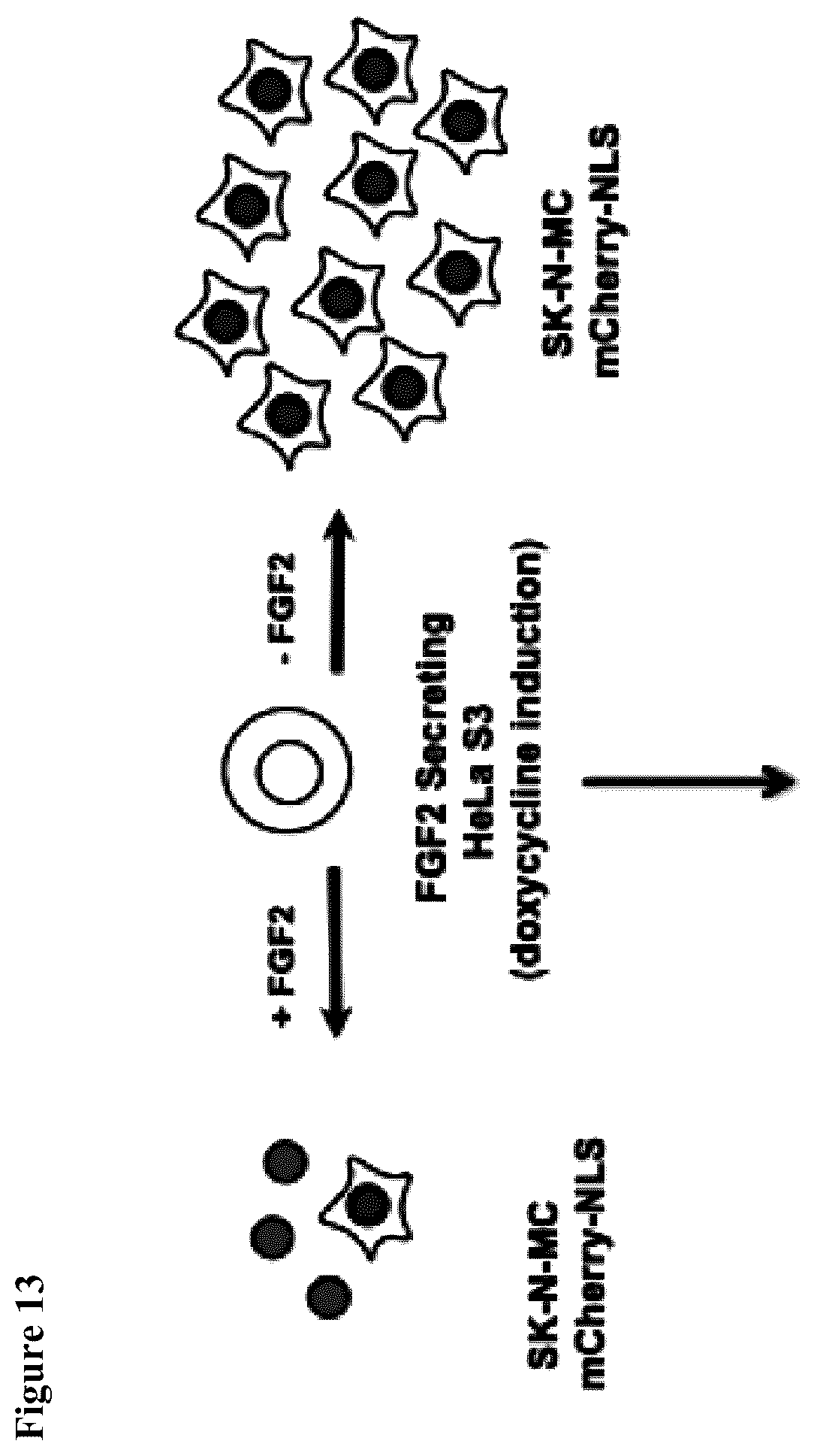 Patent US12448606 Figure 13 – Assay for FGF2 secretion and signaling