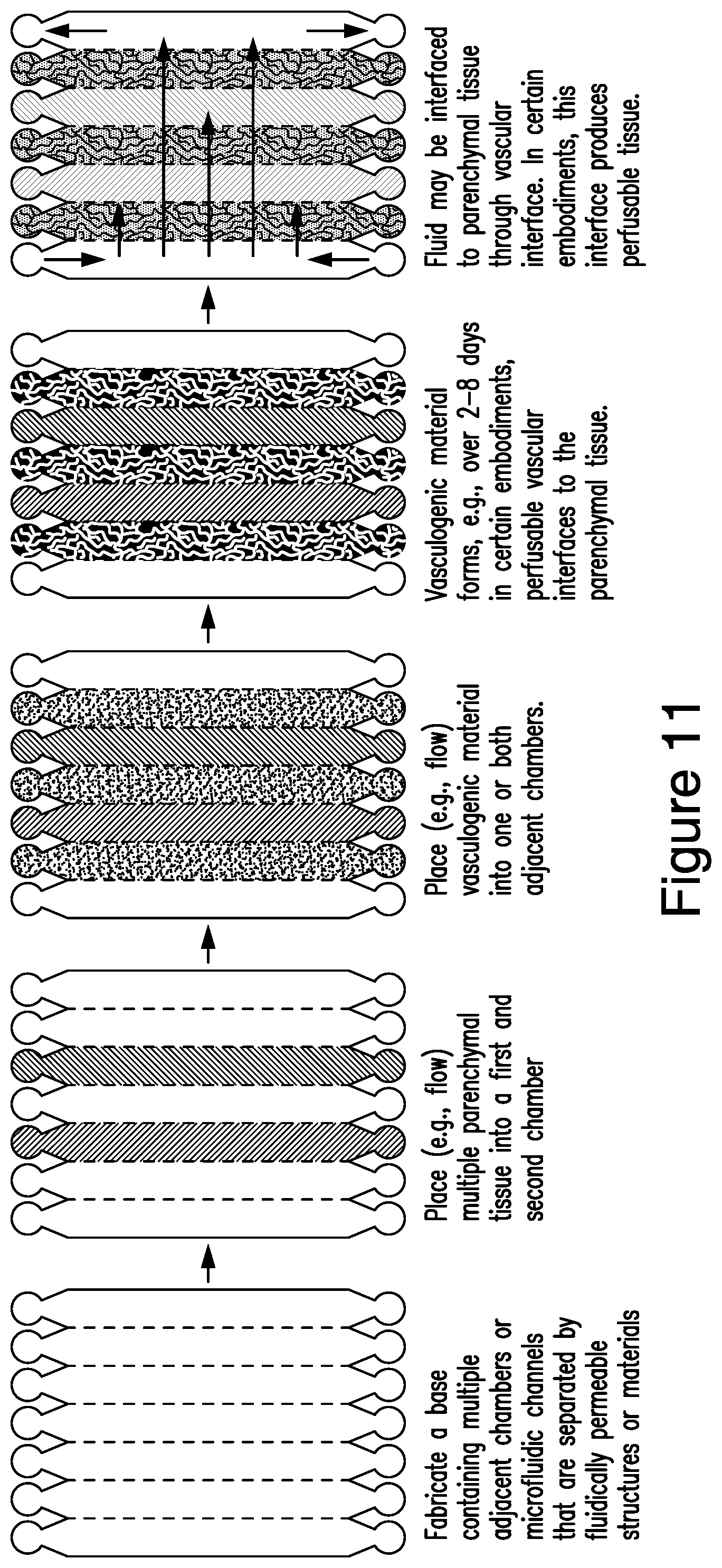Patent US12448607 Figure 11 – Systems and methods for multilane vasculature