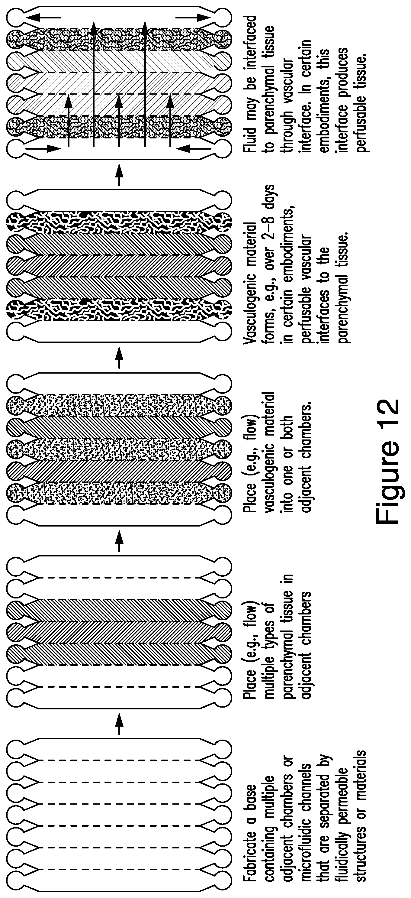 Patent US12448607 Figure 12 – Systems and methods for multilane vasculature