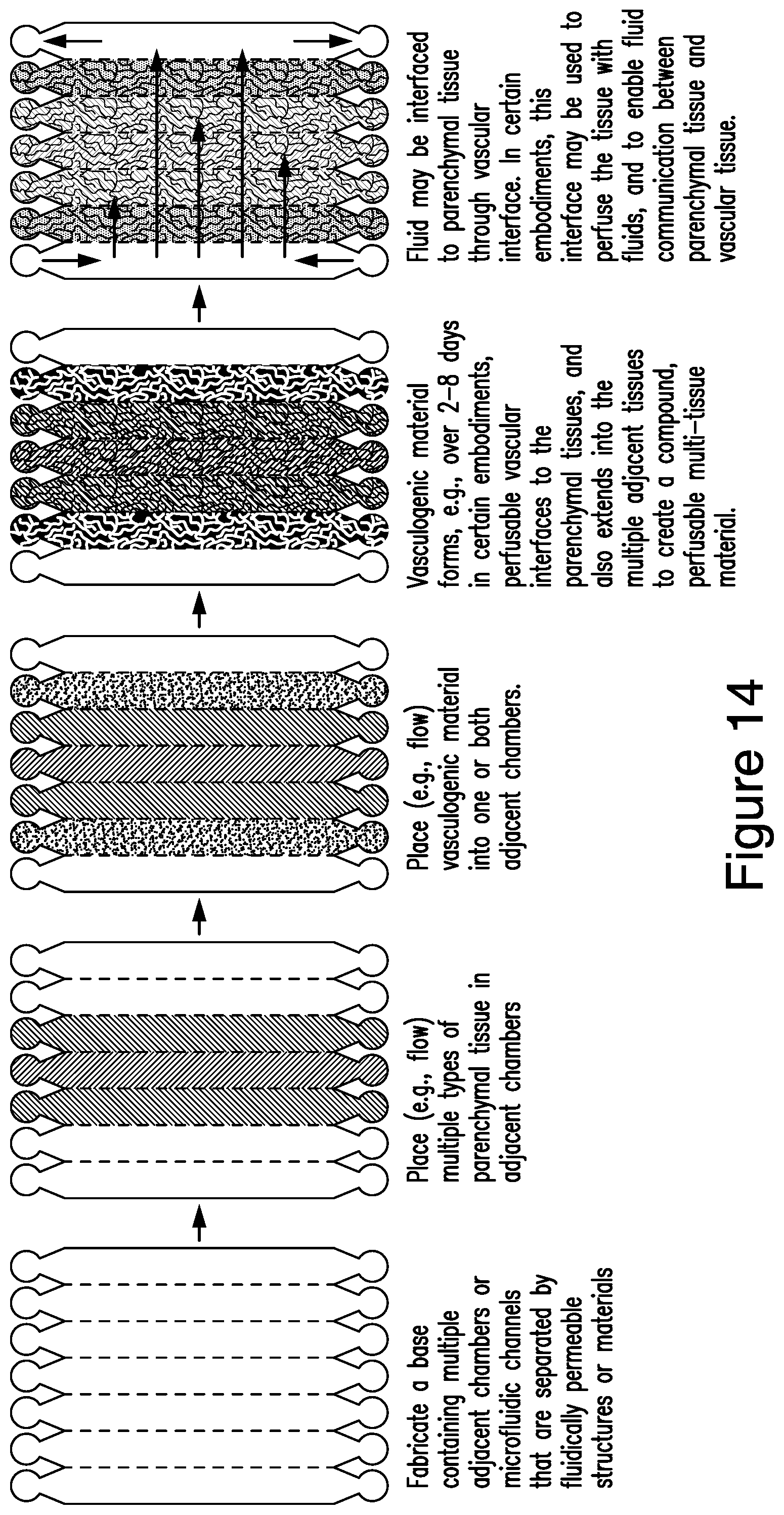 Patent US12448607 Figure 14 – Systems and methods for multilane vasculature