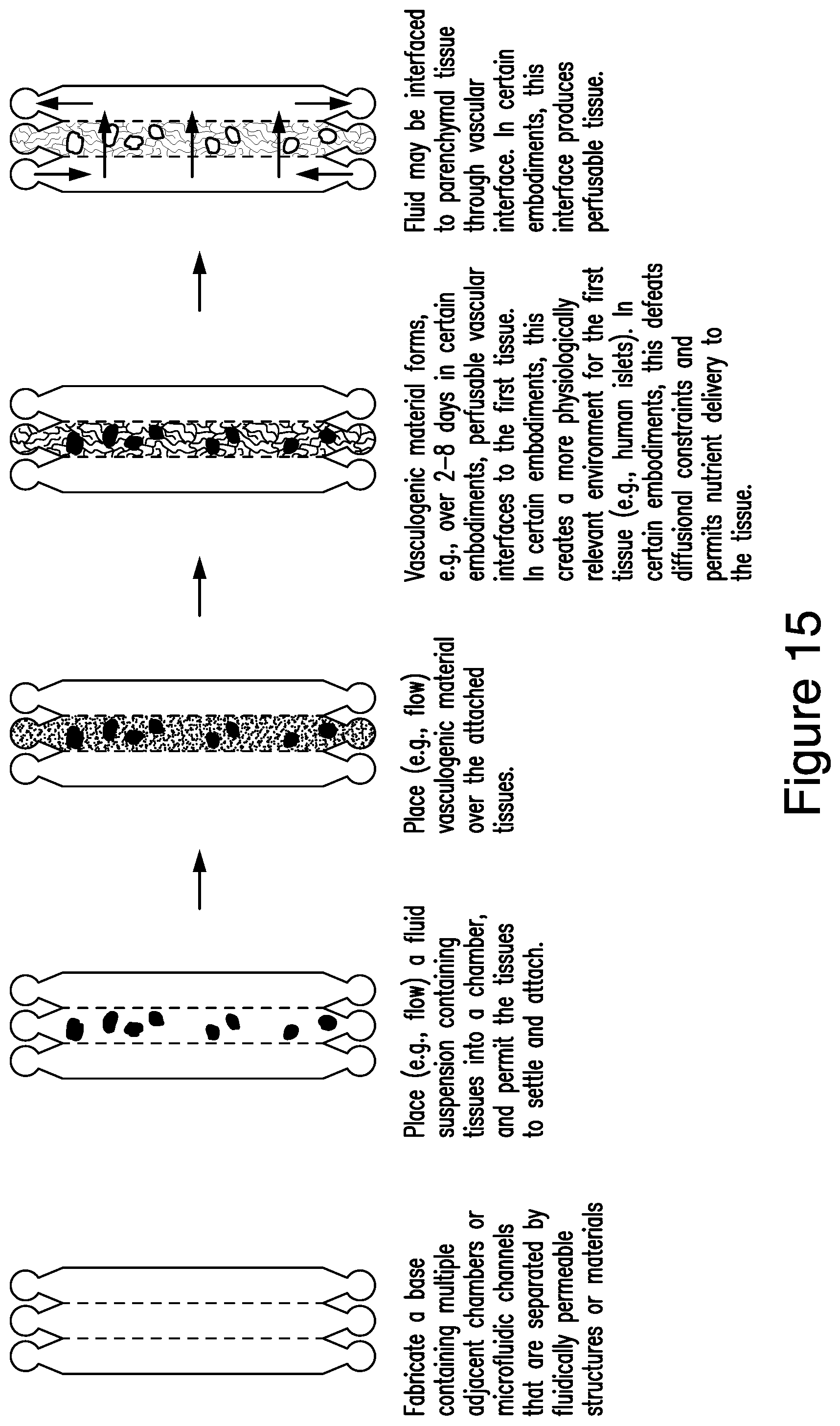 Patent US12448607 Figure 15 – Systems and methods for multilane vasculature