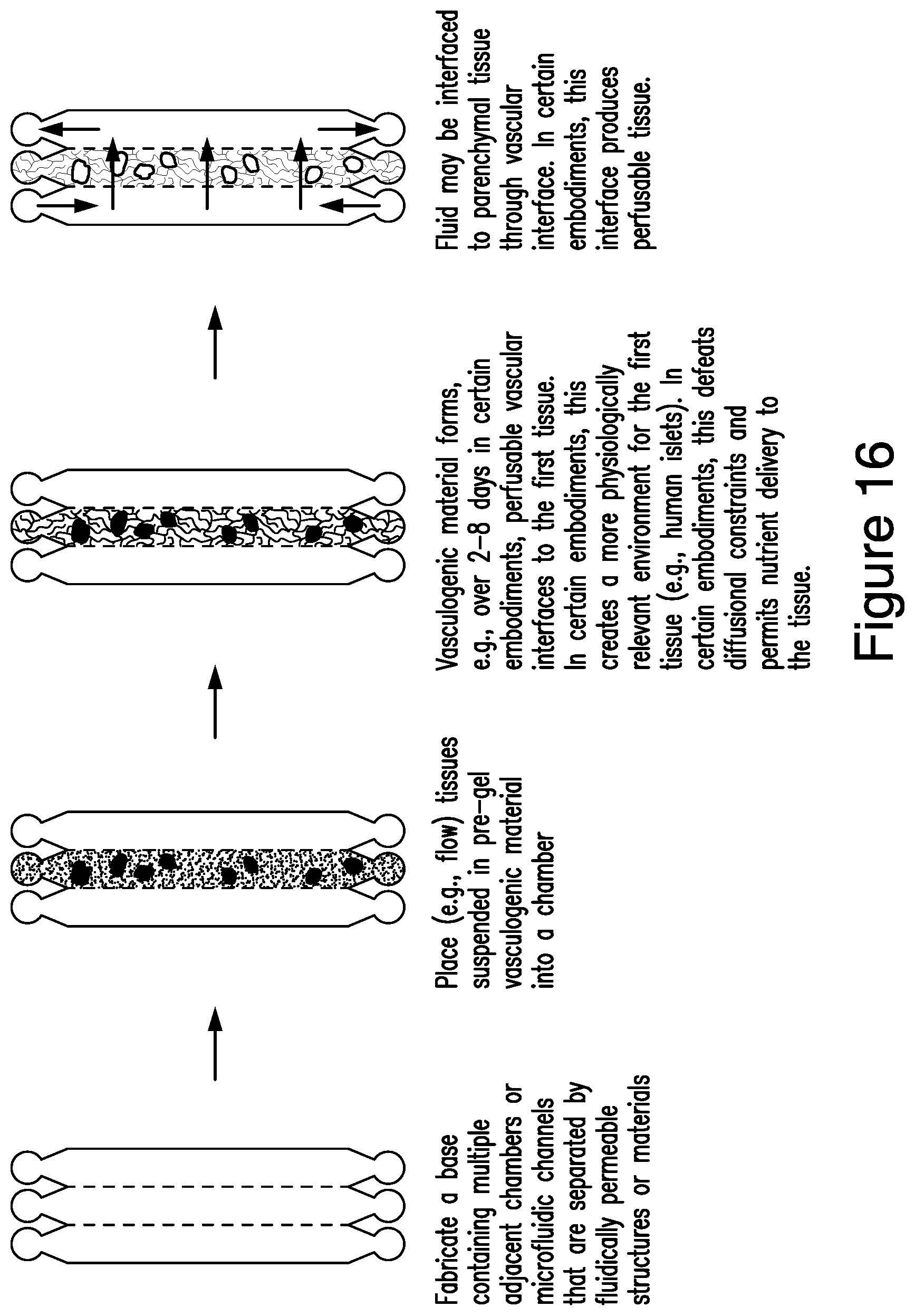 Patent US12448607 Figure 16 – Systems and methods for multilane vasculature