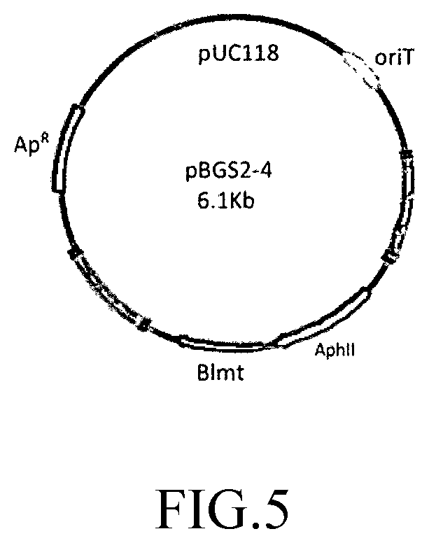 Patent US12448608 Figure 7 – Recombinant bacteria for producing de-epoxidized epothilone B and use thereof