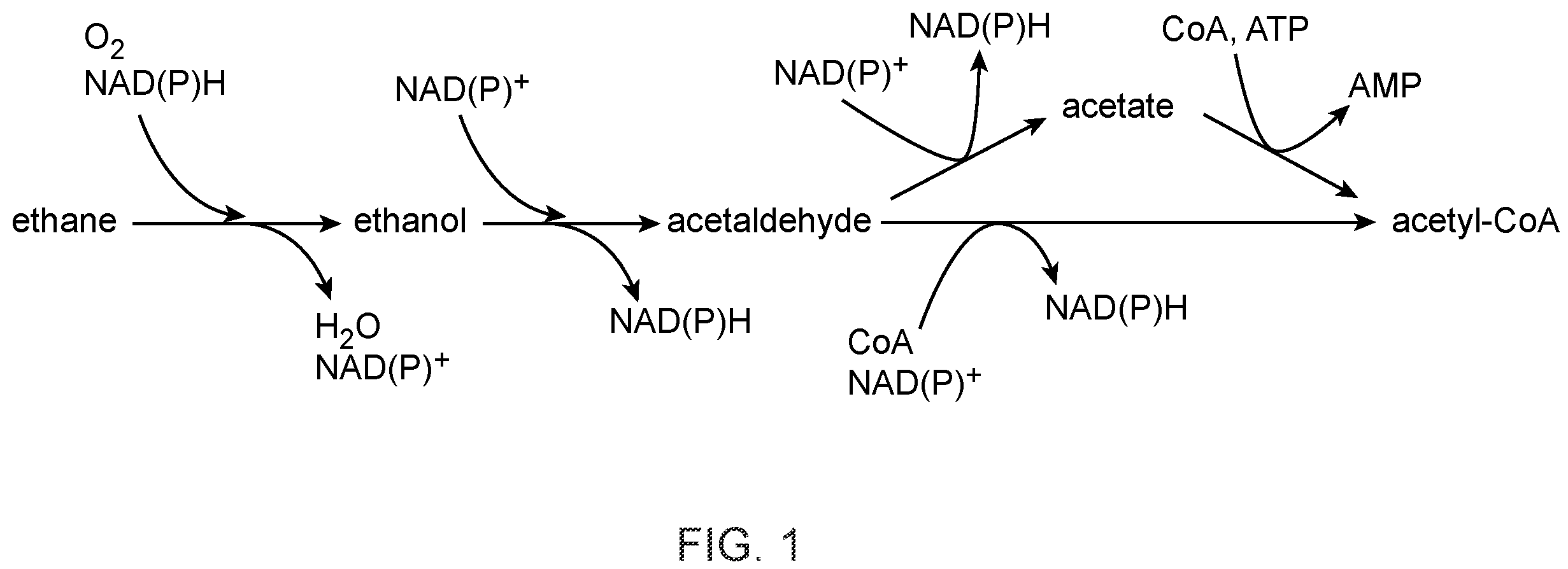 Patent US12448609 Figure 1 – Heterologous expression of short-chain monooxygenases in microorganisms