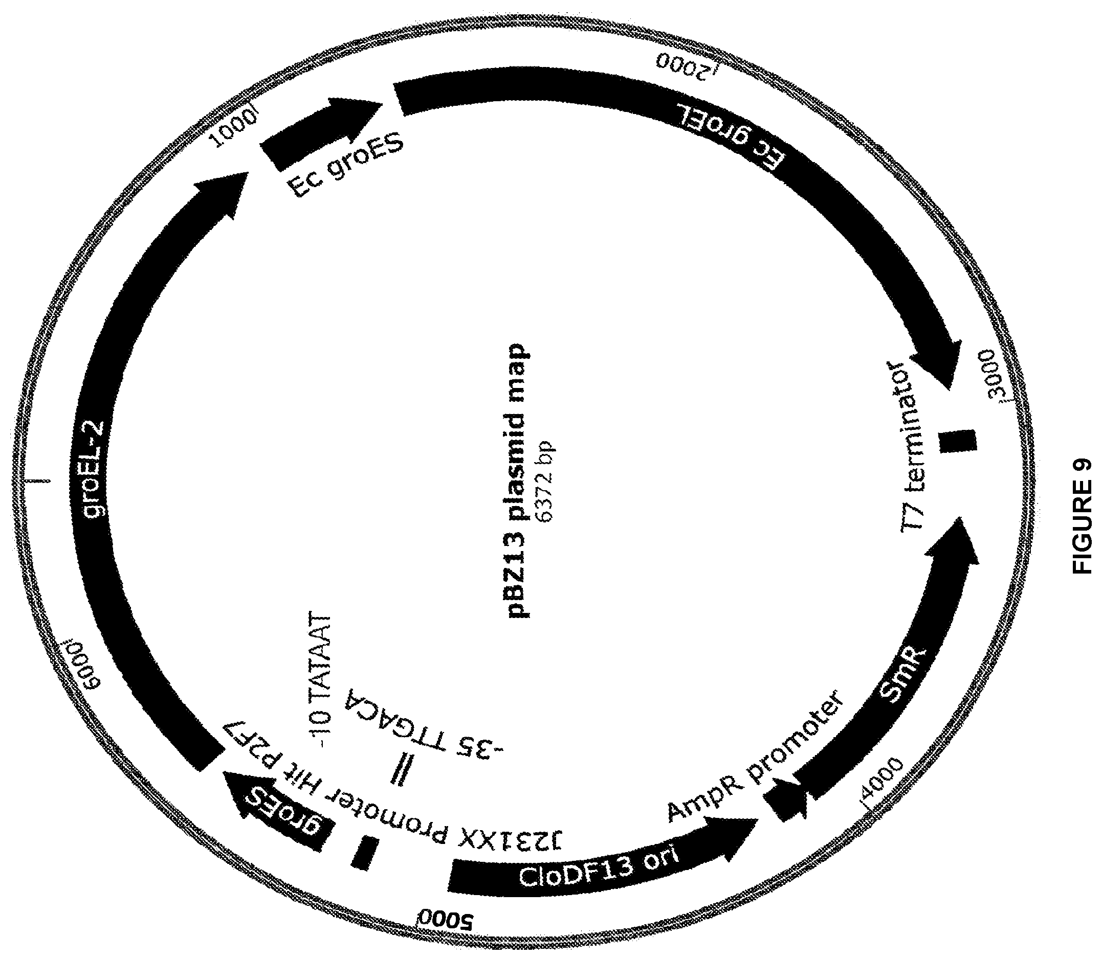 Patent US12448609 Figure 9 – Heterologous expression of short-chain monooxygenases in microorganisms