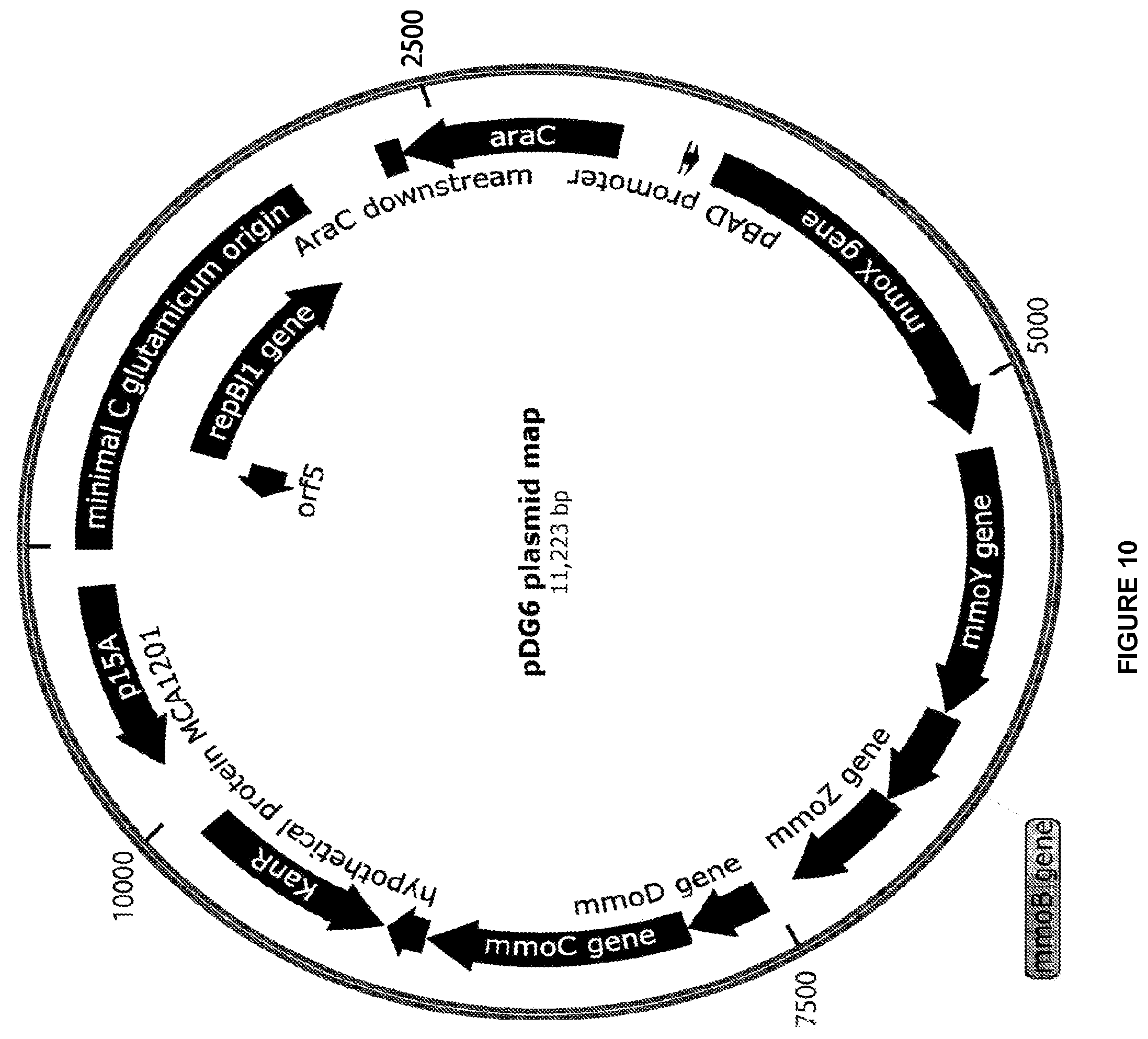Patent US12448609 Figure 10 – Heterologous expression of short-chain monooxygenases in microorganisms