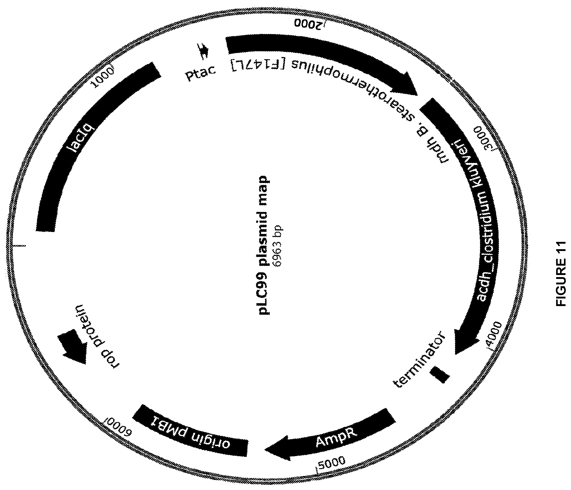 Patent US12448609 Figure 11 – Heterologous expression of short-chain monooxygenases in microorganisms