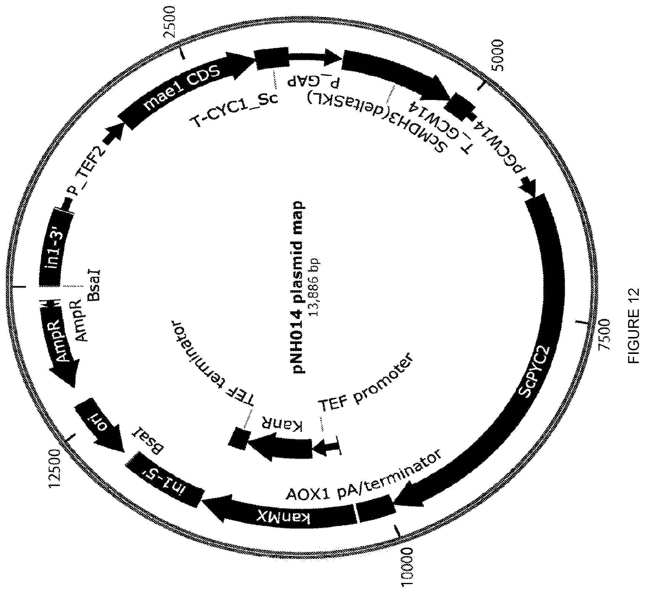 Patent US12448609 Figure 12 – Heterologous expression of short-chain monooxygenases in microorganisms