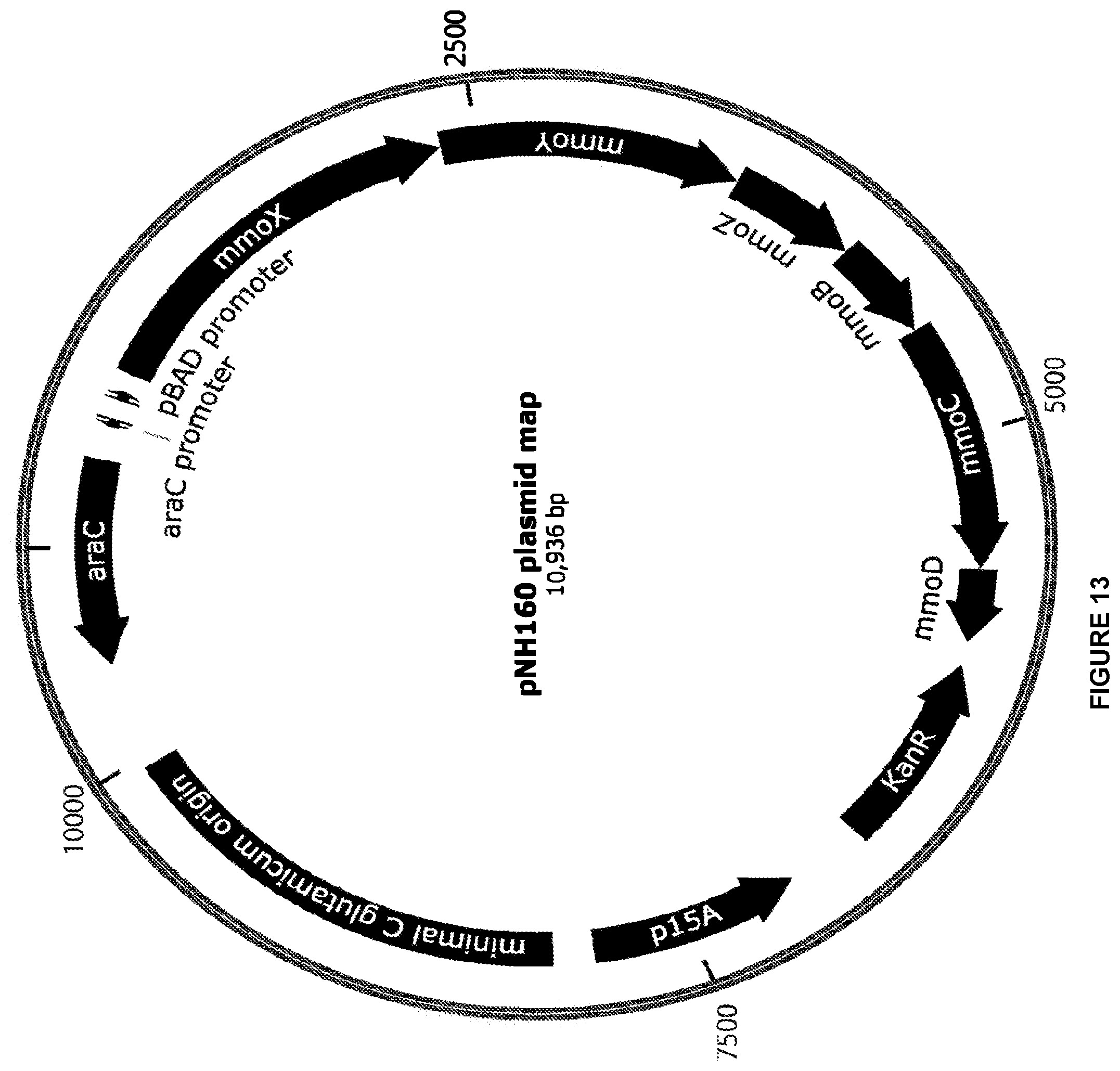 Patent US12448609 Figure 13 – Heterologous expression of short-chain monooxygenases in microorganisms
