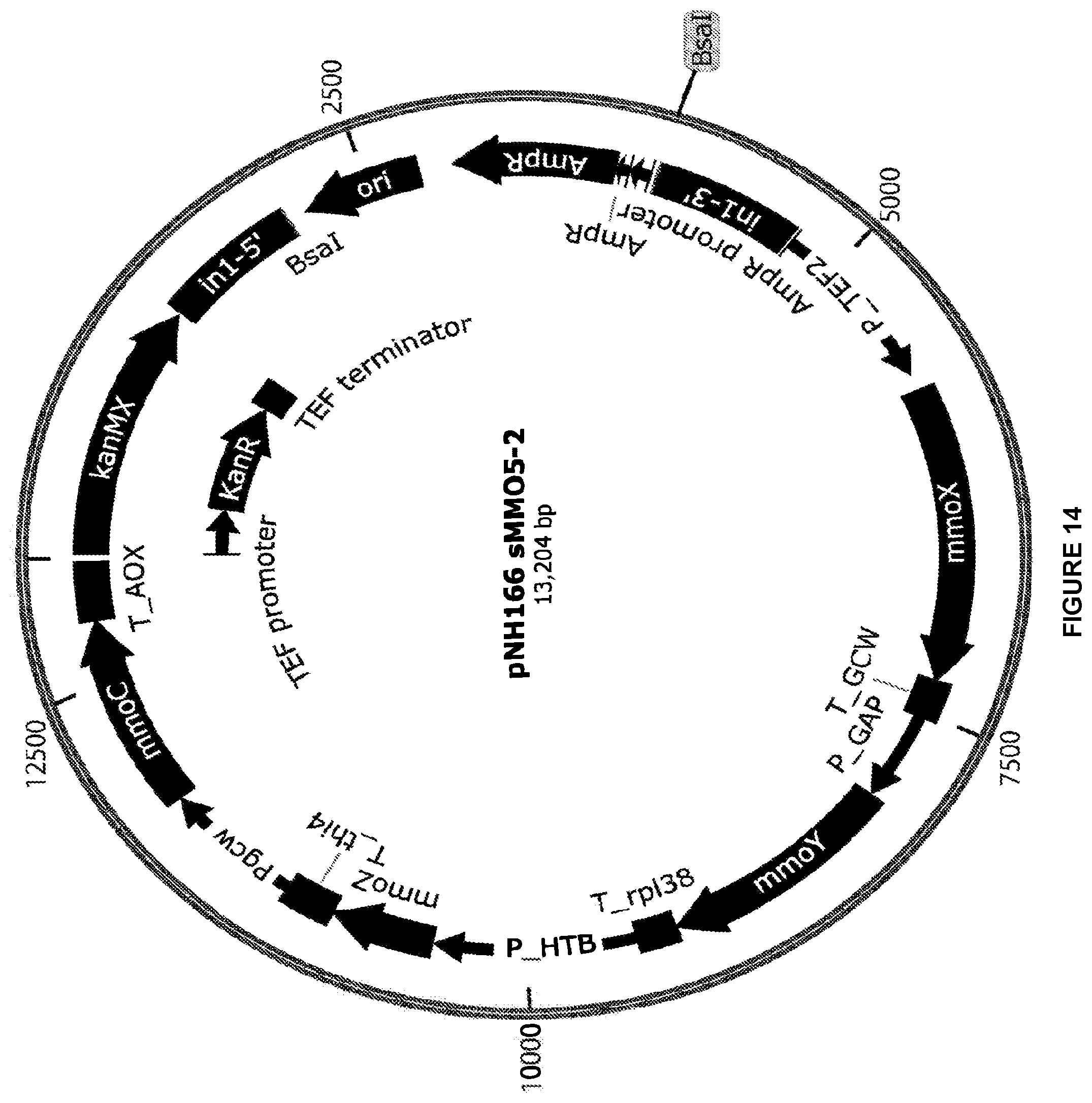 Patent US12448609 Figure 14 – Heterologous expression of short-chain monooxygenases in microorganisms