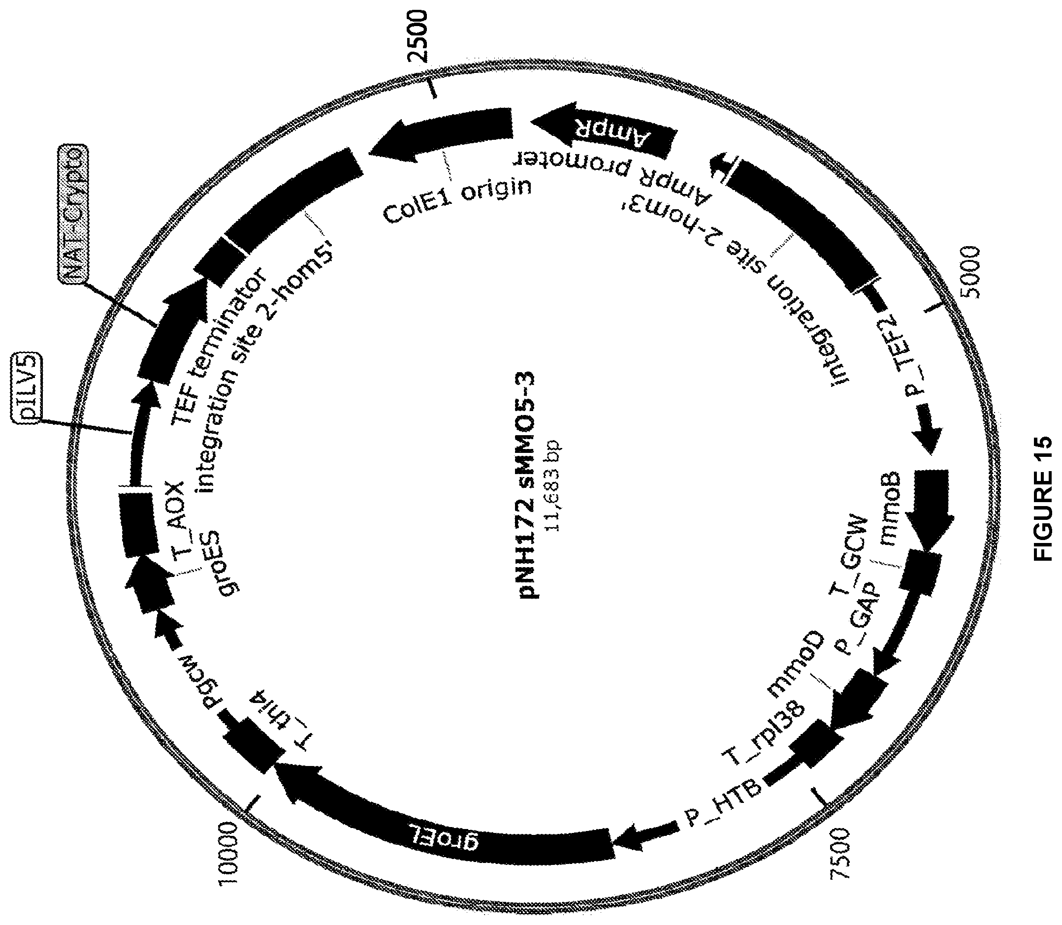Patent US12448609 Figure 15 – Heterologous expression of short-chain monooxygenases in microorganisms