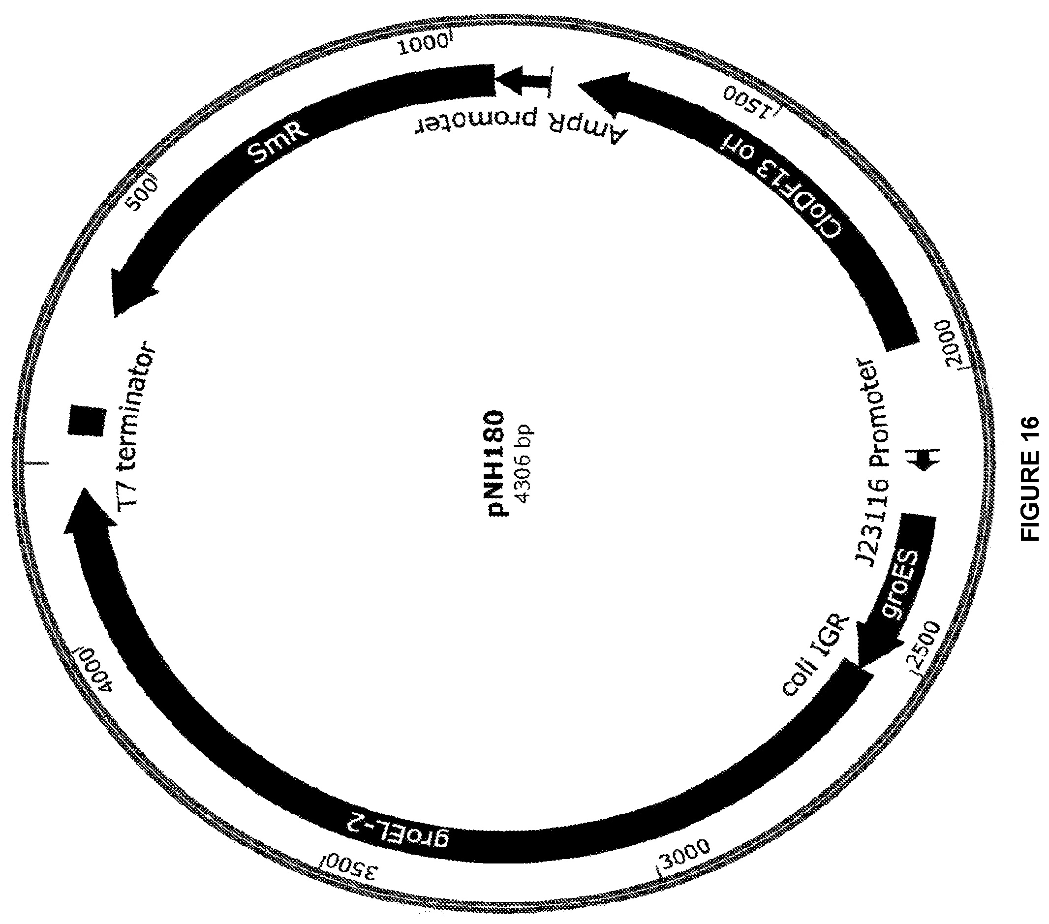 Patent US12448609 Figure 16 – Heterologous expression of short-chain monooxygenases in microorganisms