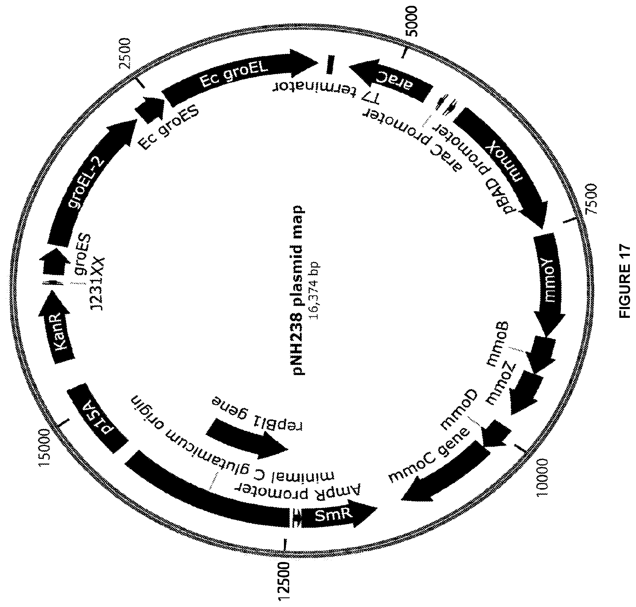 Patent US12448609 Figure 17 – Heterologous expression of short-chain monooxygenases in microorganisms