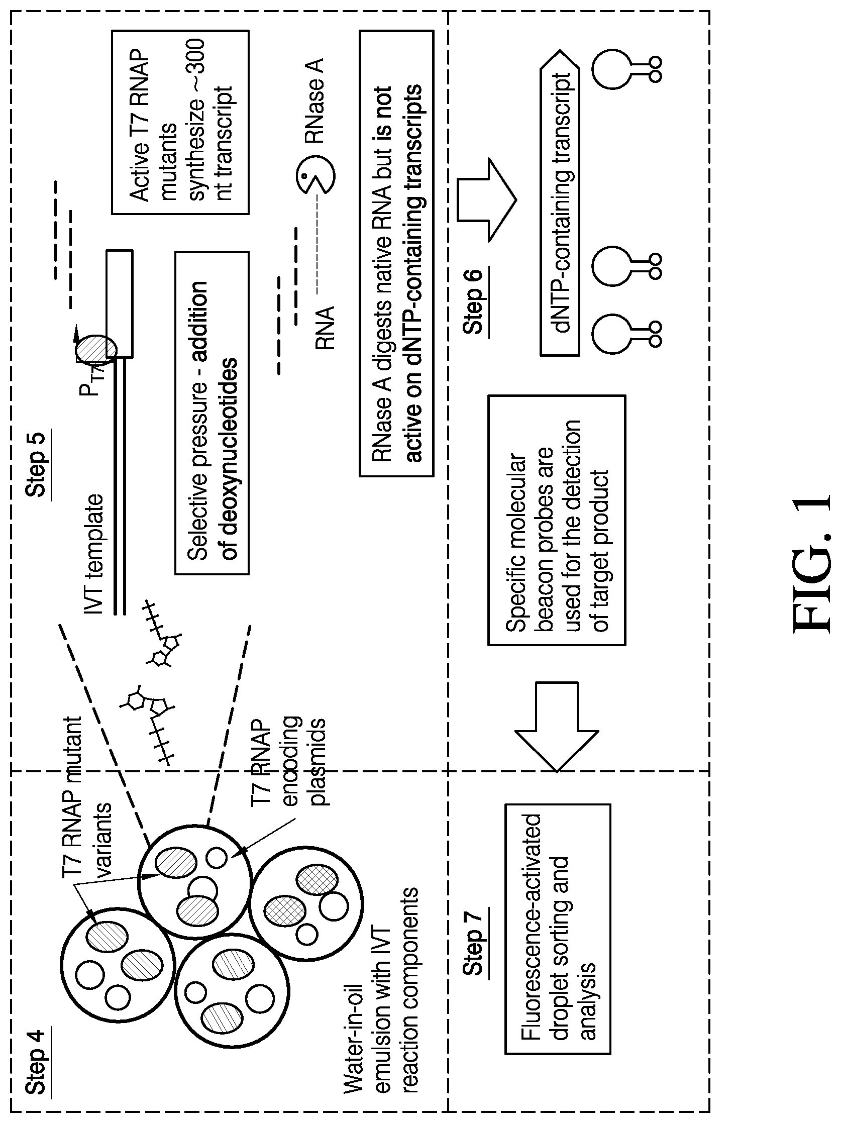 Patent US12448612 Figure 1 – Mutant polymerases and methods of using the same
