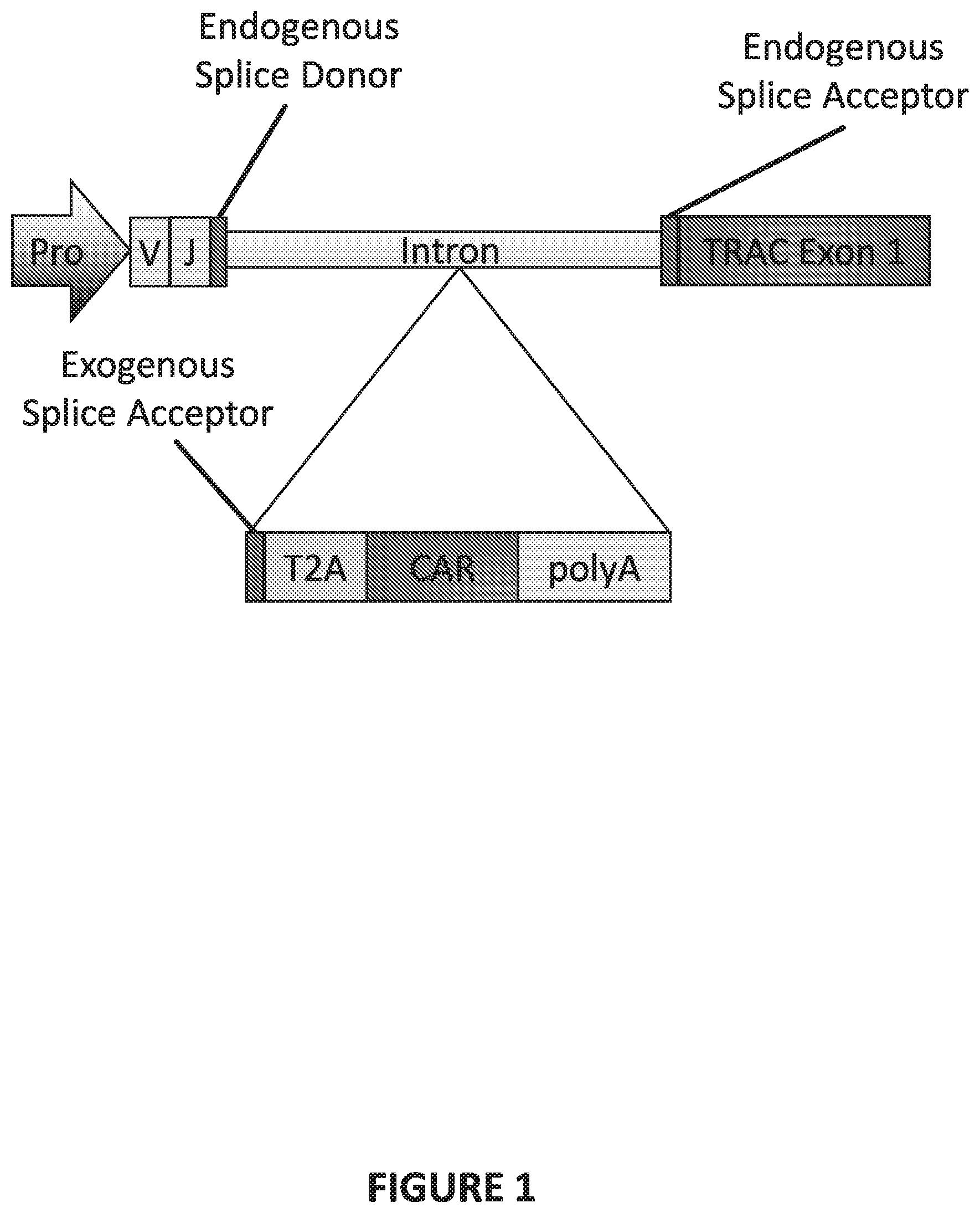 Patent US12448613 — Genetically-modified T cells comprising a modified intron in the T cell receptor alpha gene — Figure 1