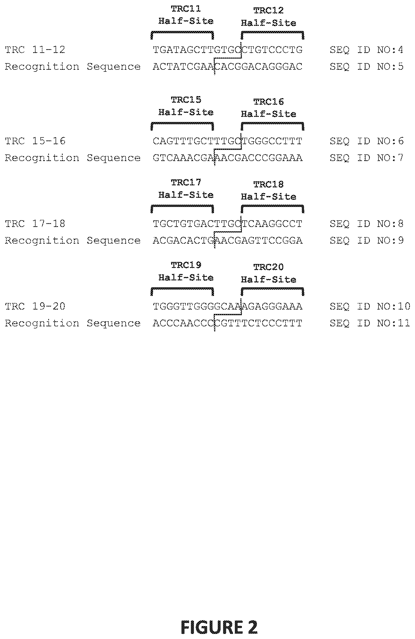 Patent US12448613 Figure 2 – Genetically-modified T cells comprising a modified intron in the T cell receptor alpha gene