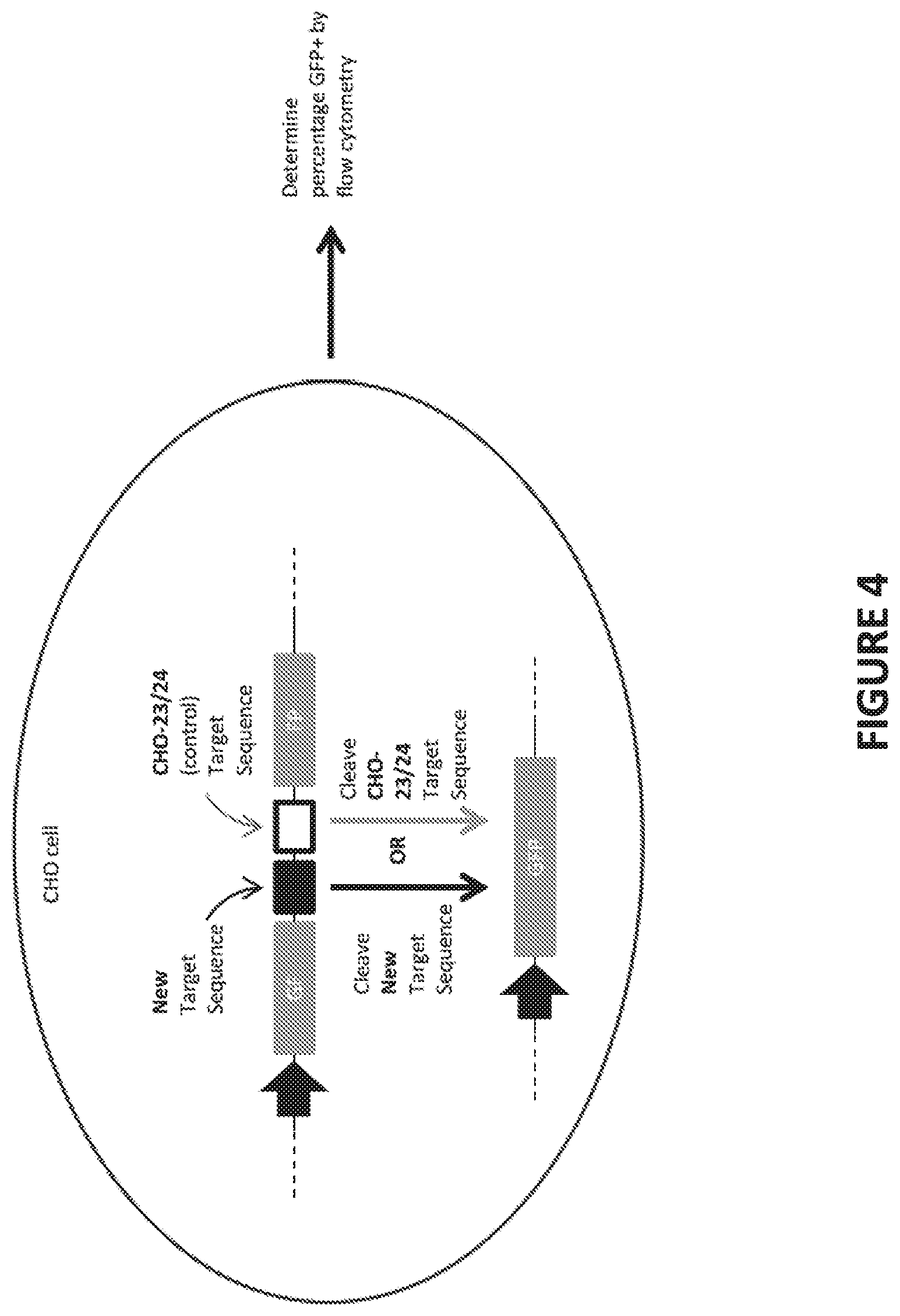 Patent US12448613 Figure 4 – Genetically-modified T cells comprising a modified intron in the T cell receptor alpha gene