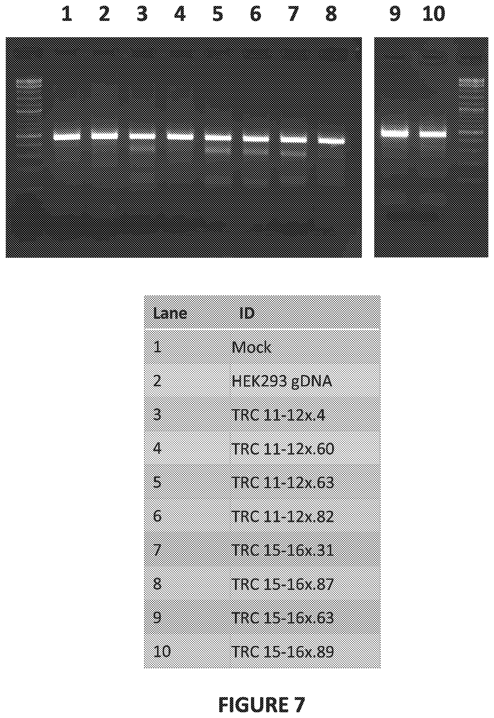 Patent US12448613 Figure 13 – Genetically-modified T cells comprising a modified intron in the T cell receptor alpha gene