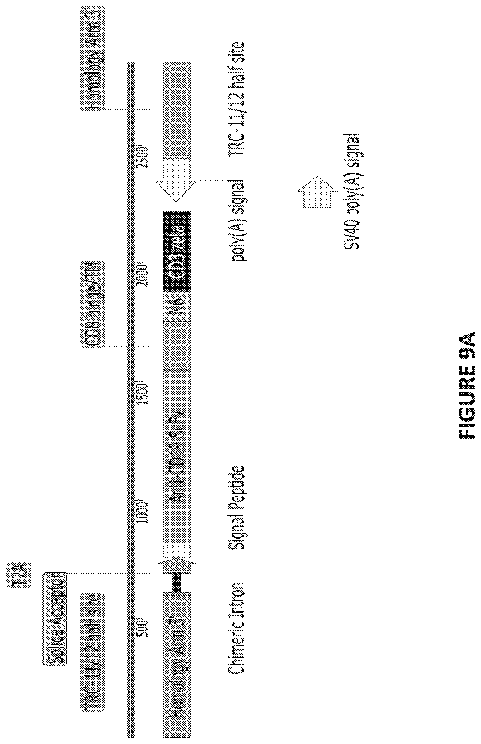 Patent US12448613 Figure 17 – Genetically-modified T cells comprising a modified intron in the T cell receptor alpha gene