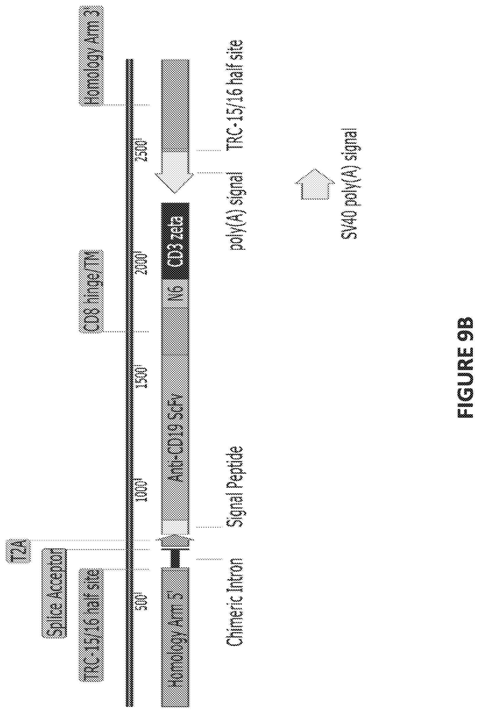 Patent US12448613 Figure 18 – Genetically-modified T cells comprising a modified intron in the T cell receptor alpha gene