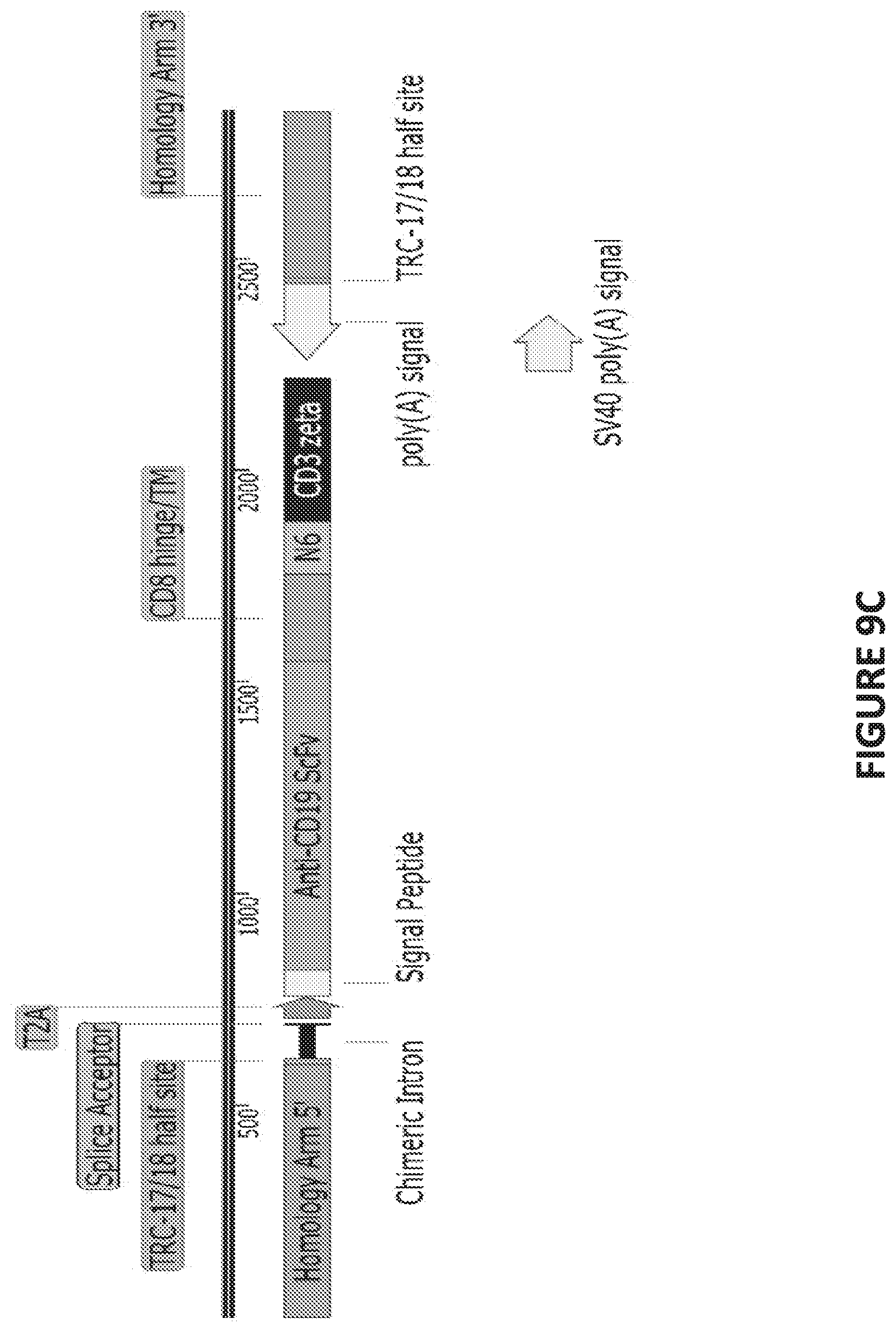 Patent US12448613 Figure 19 – Genetically-modified T cells comprising a modified intron in the T cell receptor alpha gene