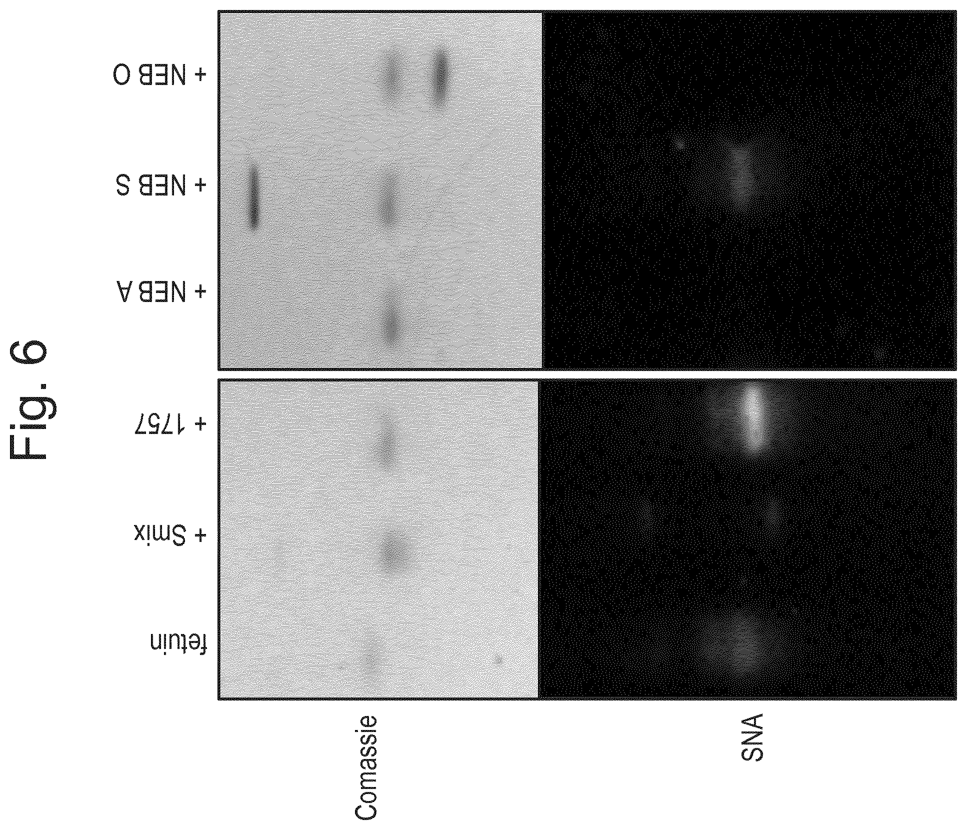 Patent US12448614 Figure 4 – Enzymes for glycan analysis