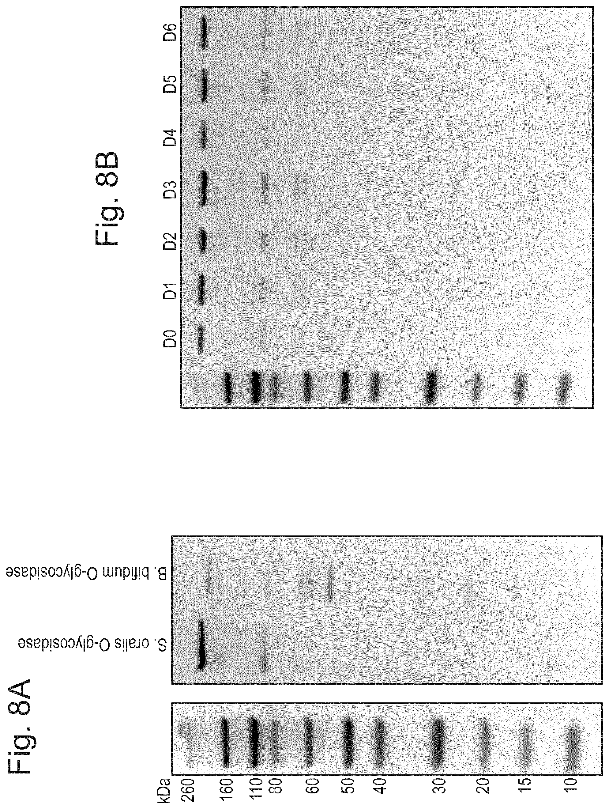 Patent US12448614 Figure 6 – Enzymes for glycan analysis