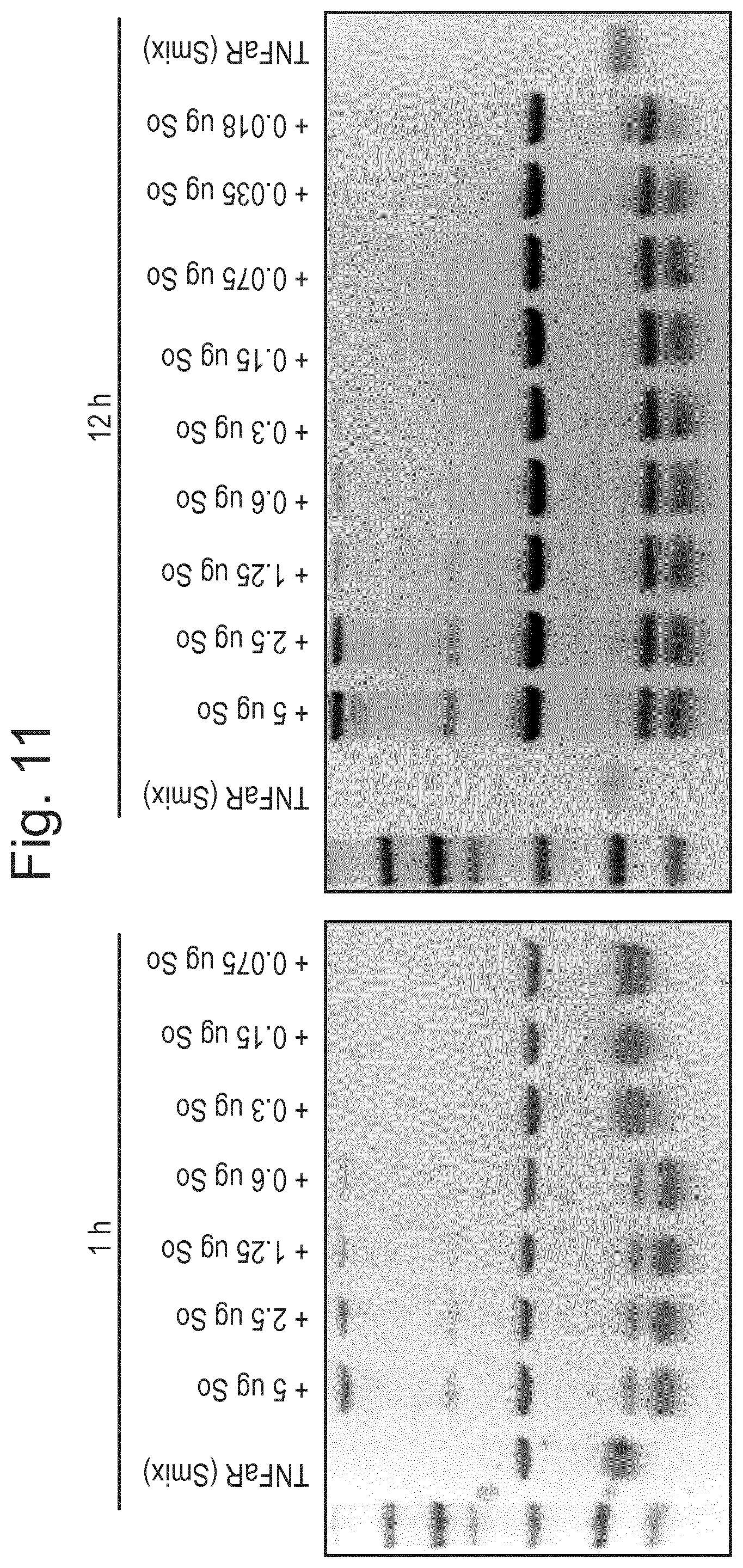 Patent US12448614 Figure 9 – Enzymes for glycan analysis