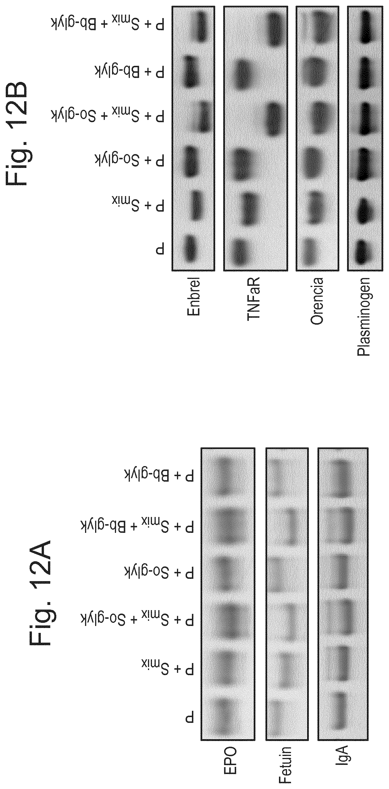 Patent US12448614 Figure 10 – Enzymes for glycan analysis